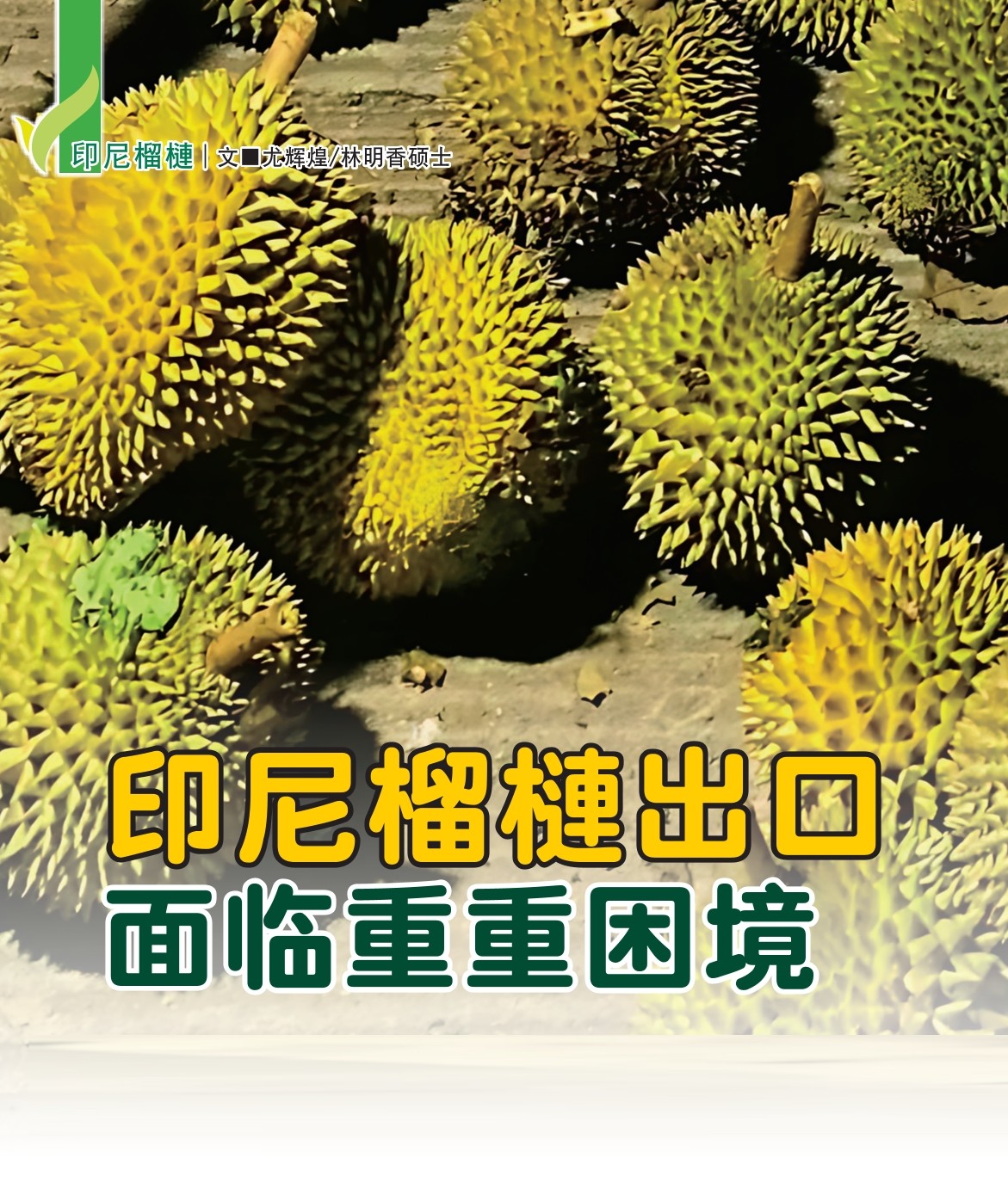 印尼榴梿出口 面临重重困境 - 农牧世界