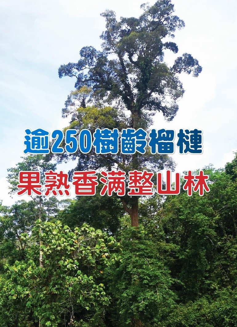 逾250树龄榴梿  果熟香满整山林 - 农牧世界