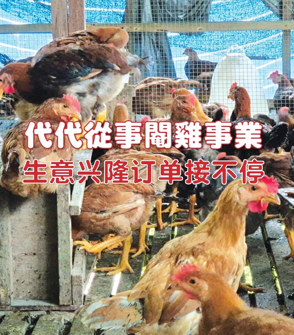 代代从事阉鸡事业  生意兴隆订单接不停 - 农牧世界