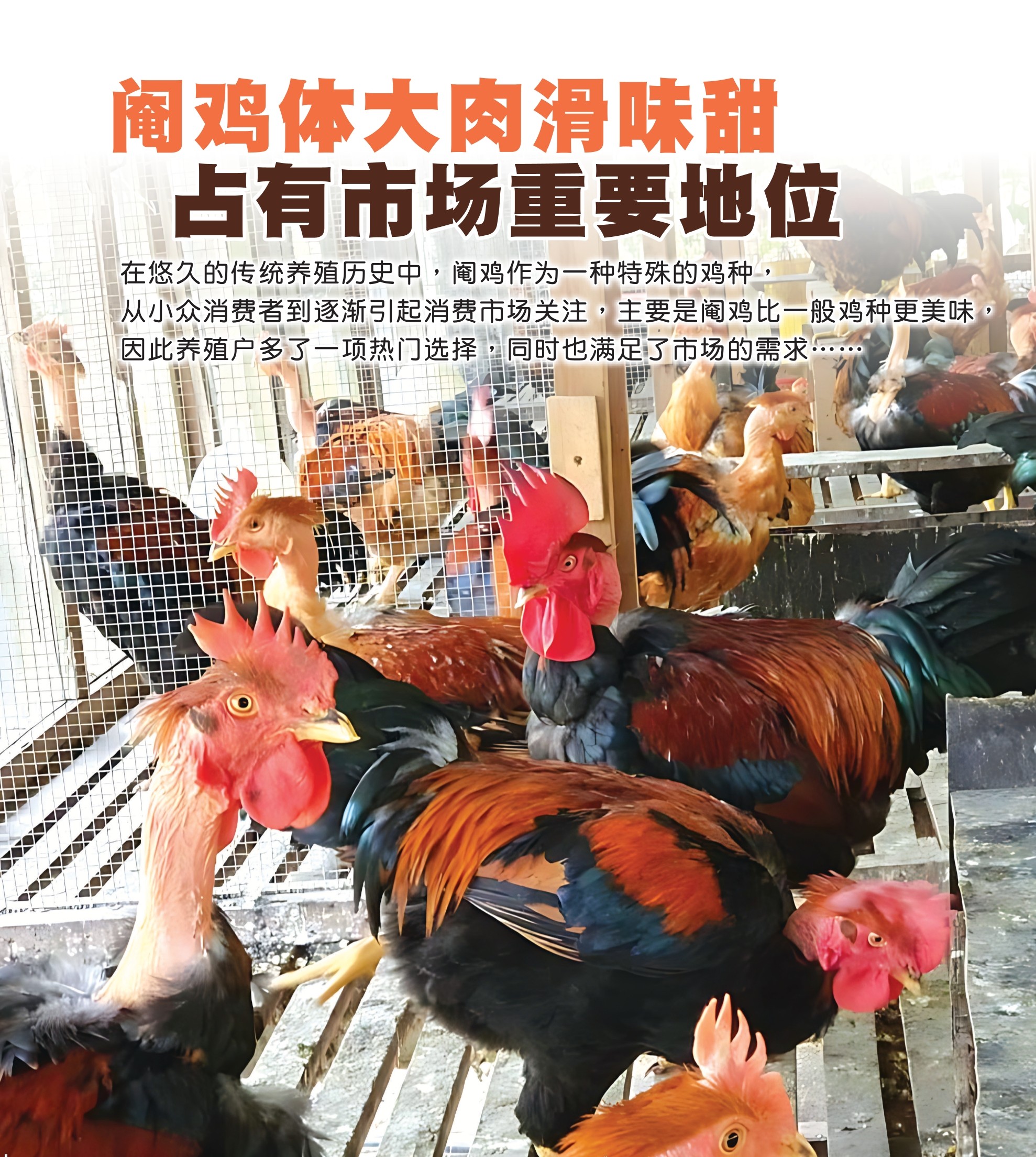 阉鸡体大肉滑味甜  占有市场重要地位 - 农牧世界