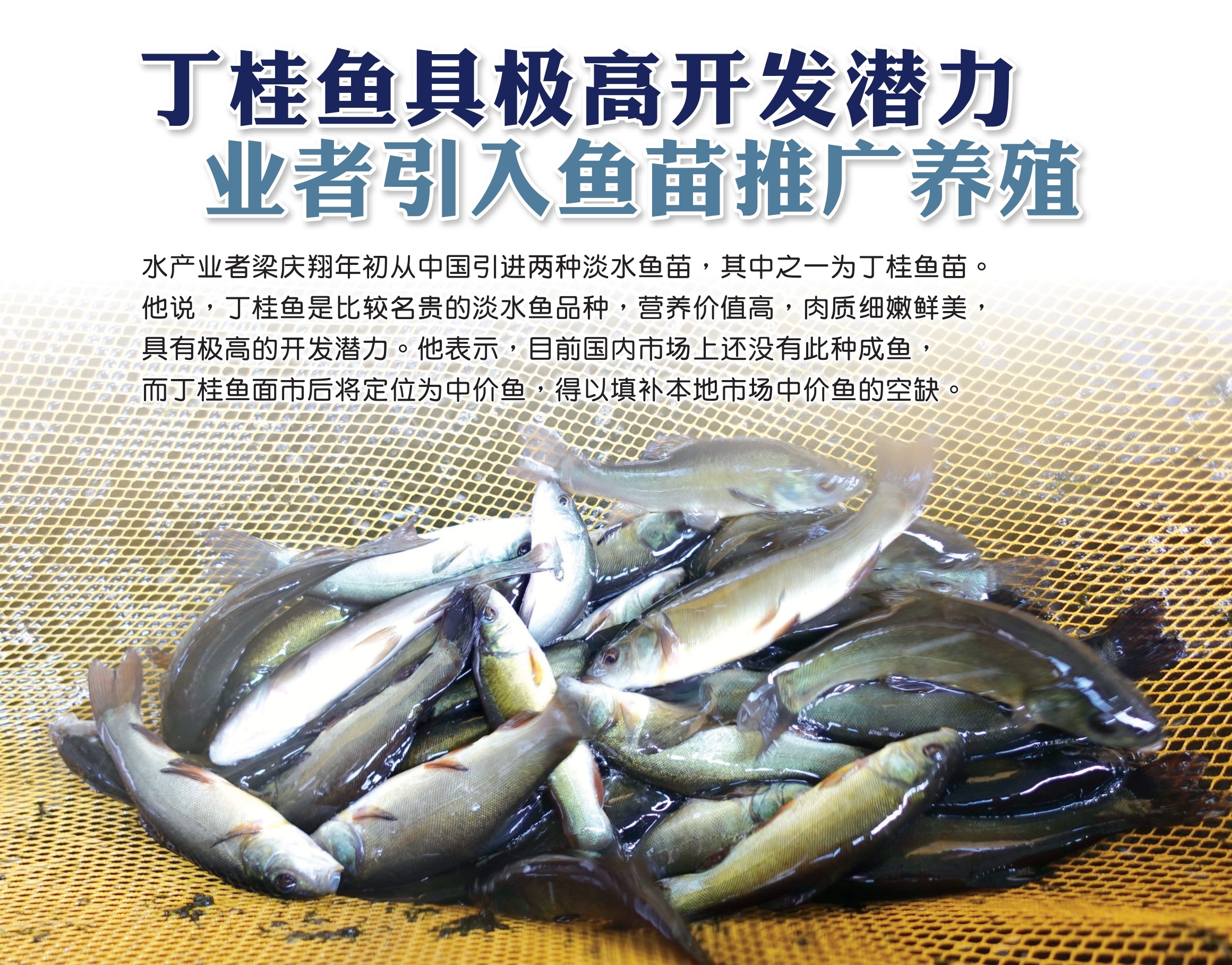 丁桂鱼具极高开发潜力  业者引入鱼苗推广养殖 - 农牧世界