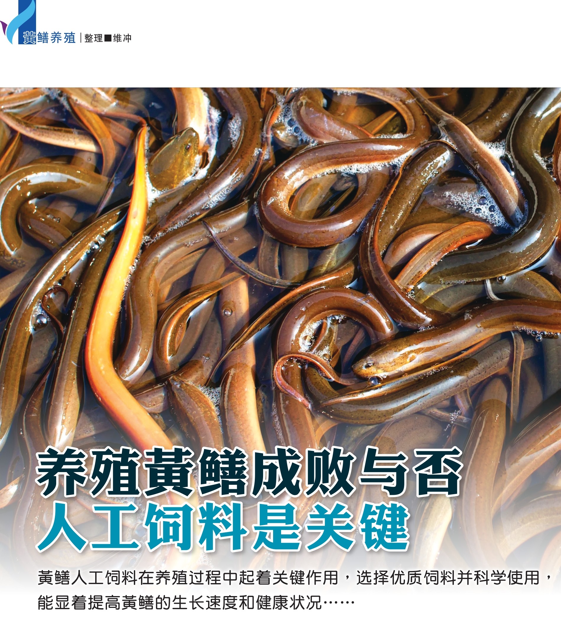 养殖黄鳝  成败与否人工饲料是关键 - 农牧世界