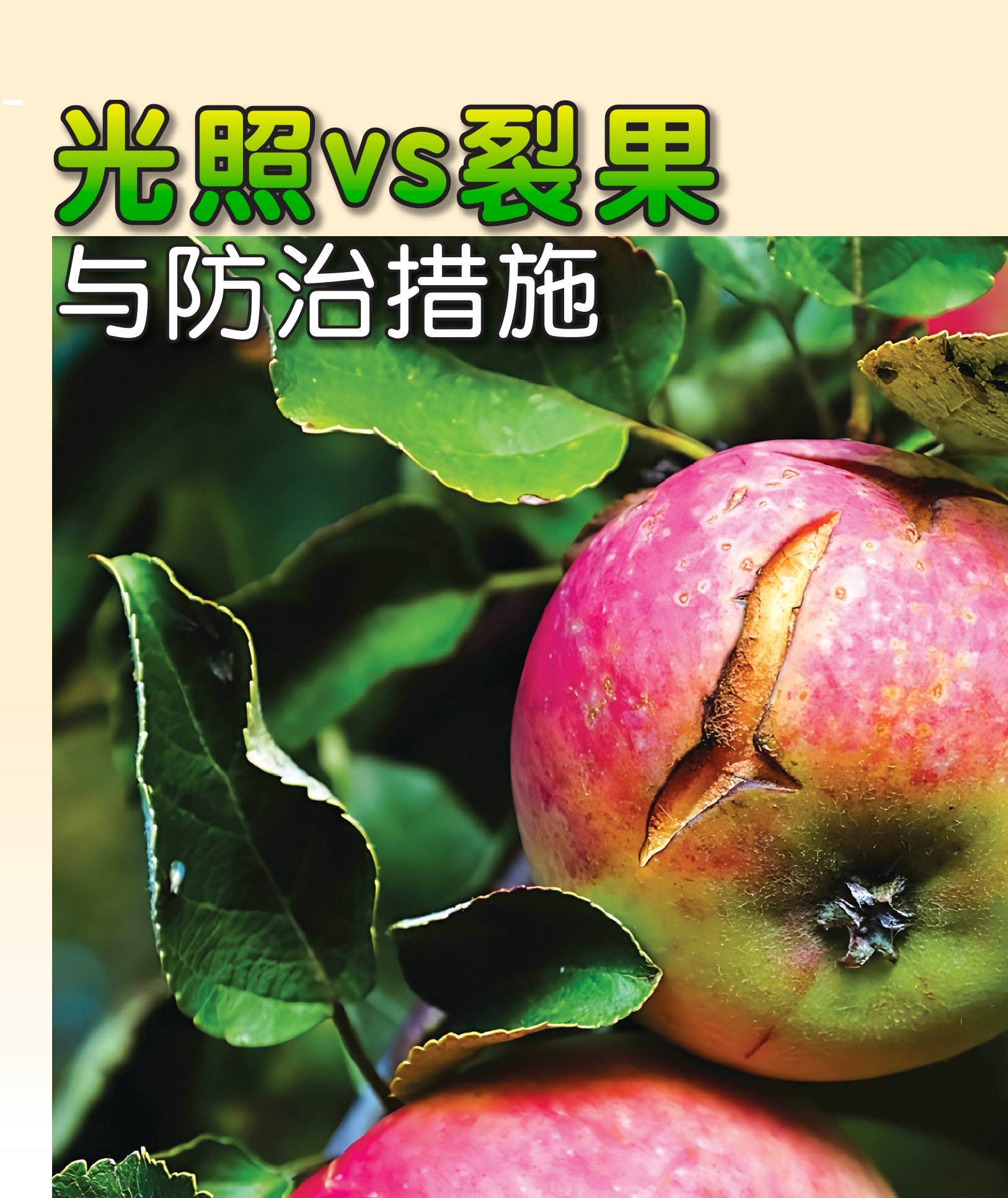 光照vs裂果  与防治措施 - 农牧世界