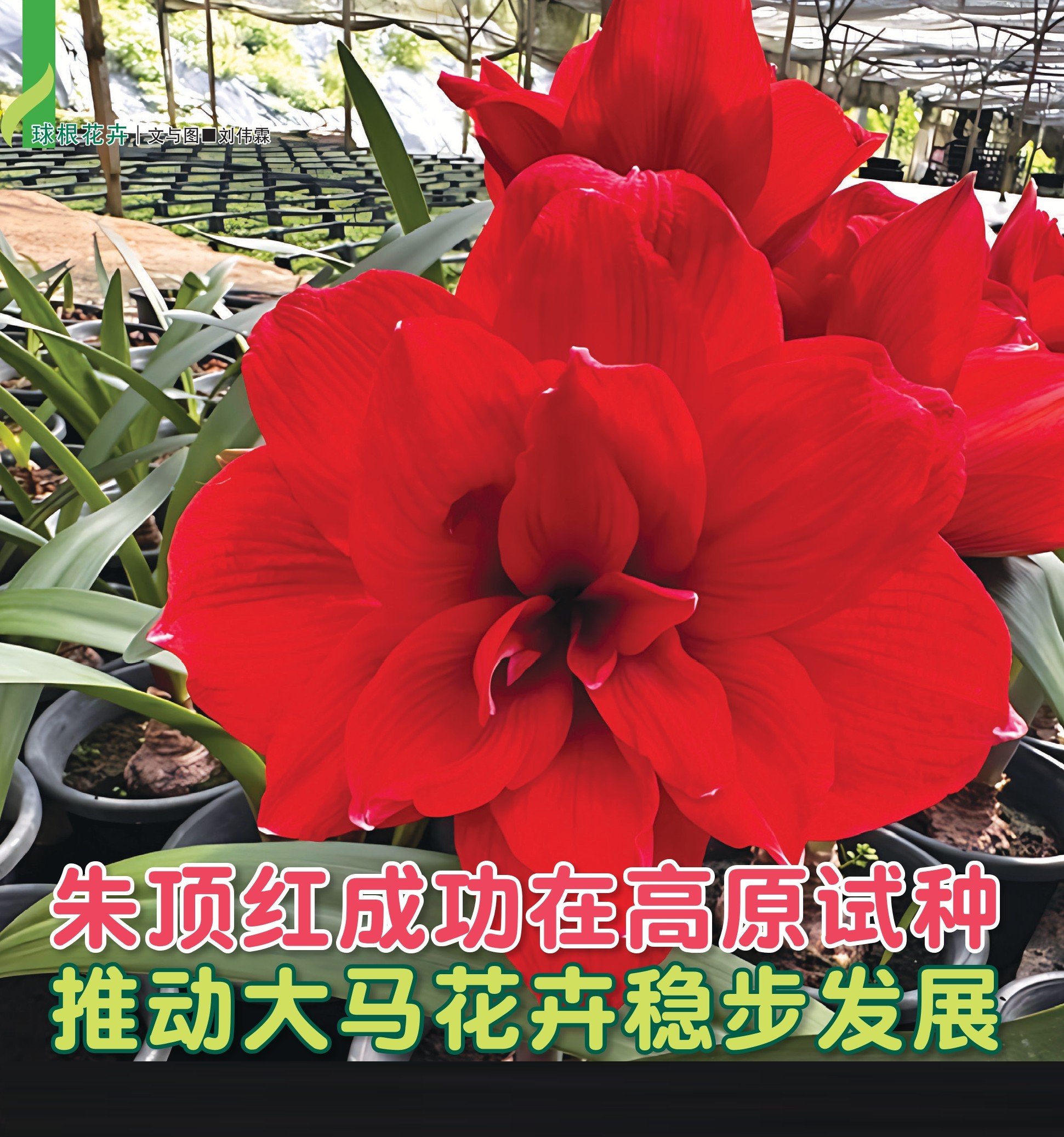 朱顶红成功在高原试种  推动大马花卉稳步发展 - 农牧世界