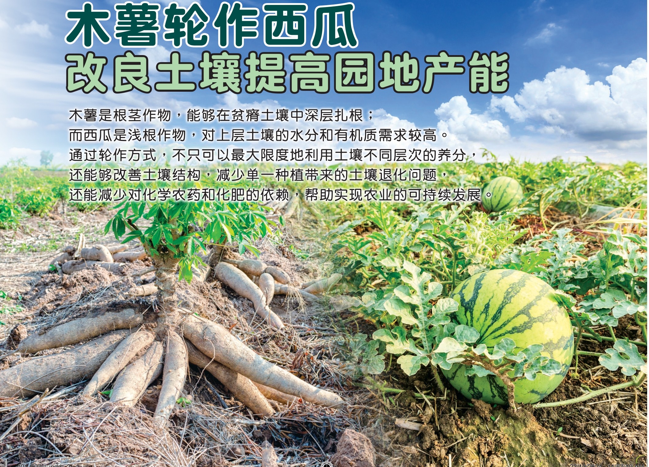 木薯轮作西瓜  改良土壤提高园​​地产能 - 农牧世界