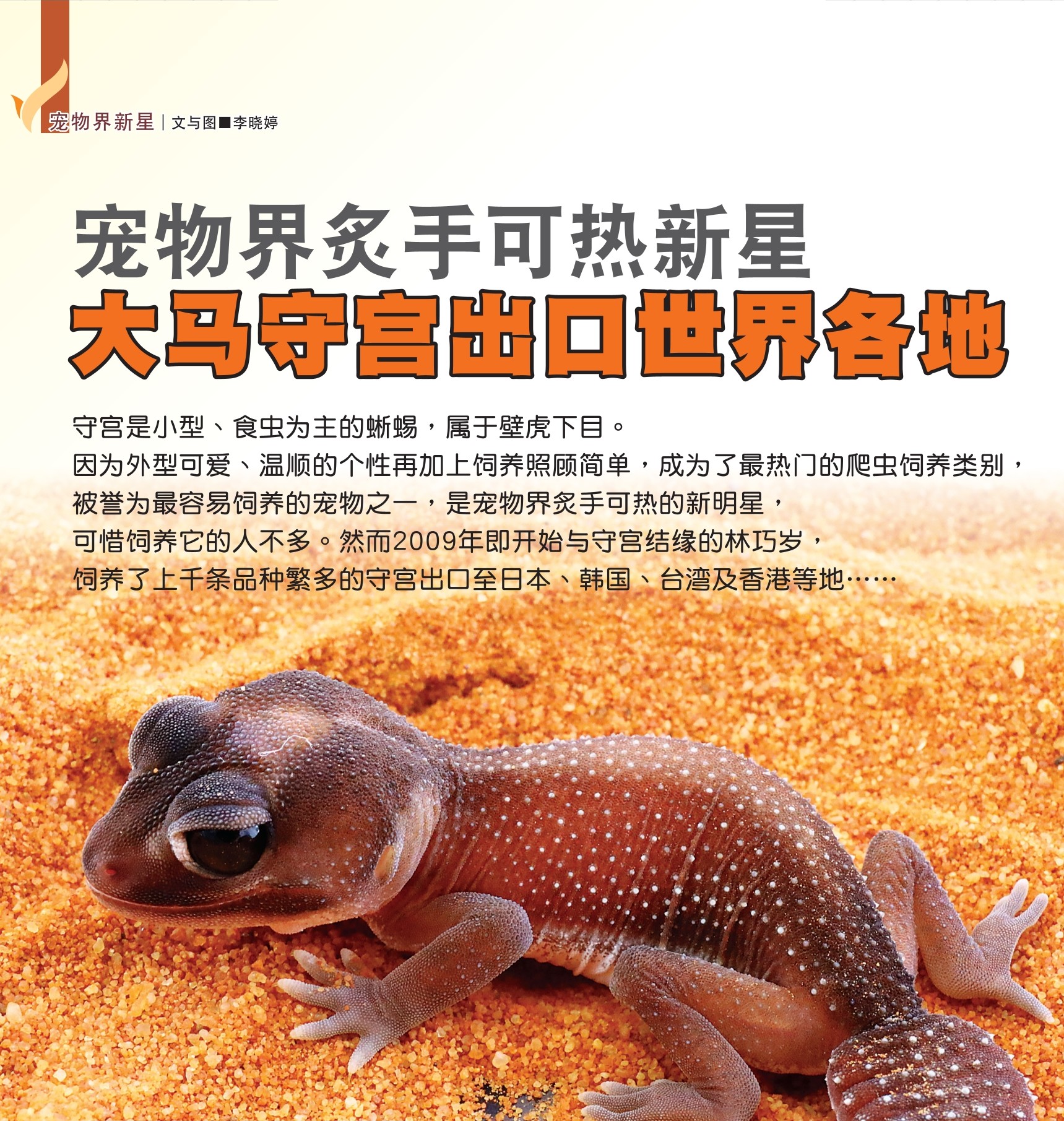 宠物界炙手可热新星  大马守宫出口世界各地 - 农牧世界