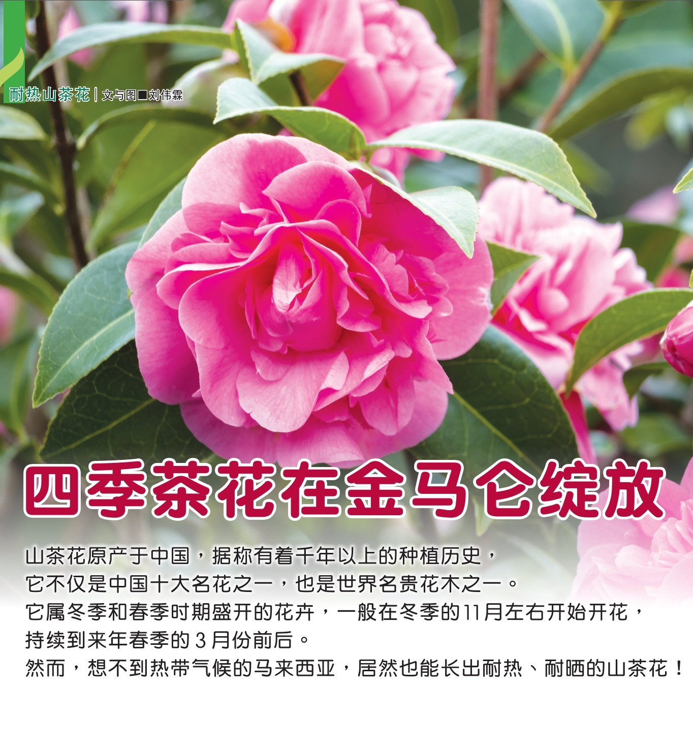 四季茶花在金马仑绽放 - 农牧世界