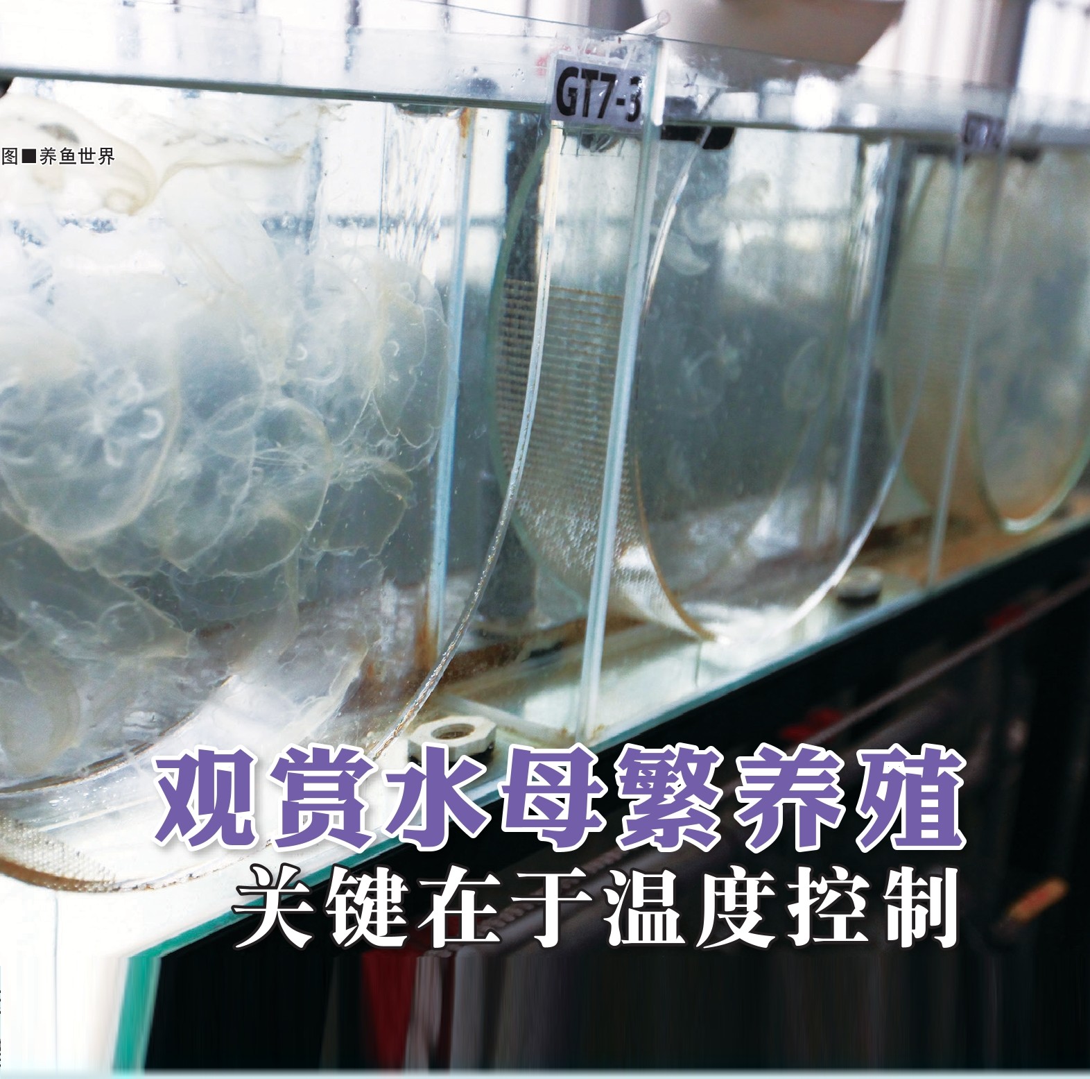 观赏水母  繁养殖关键在于温度控制 - 农牧世界