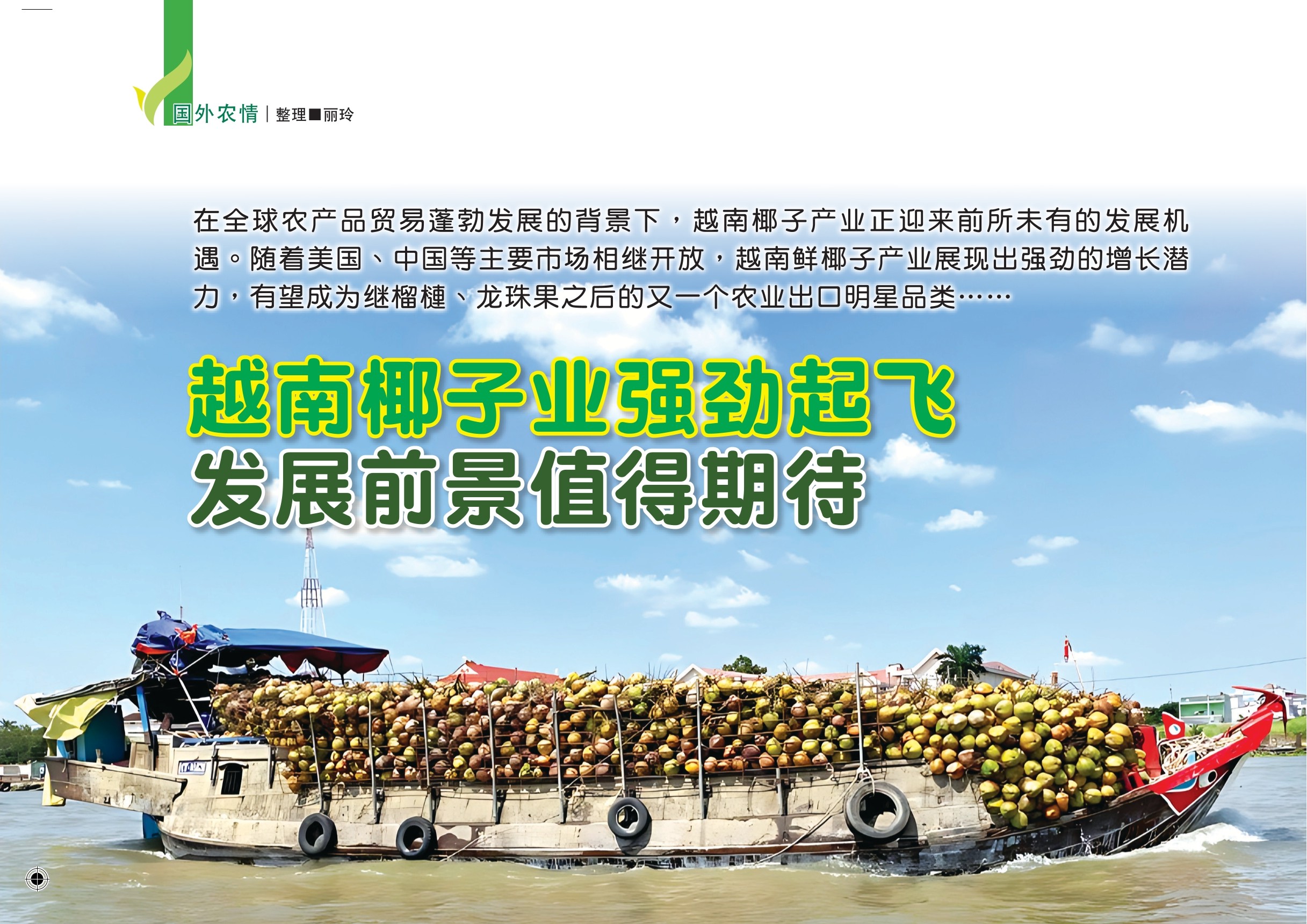 越南椰子业强劲起飞  发展前景值得期待 - 农牧世界