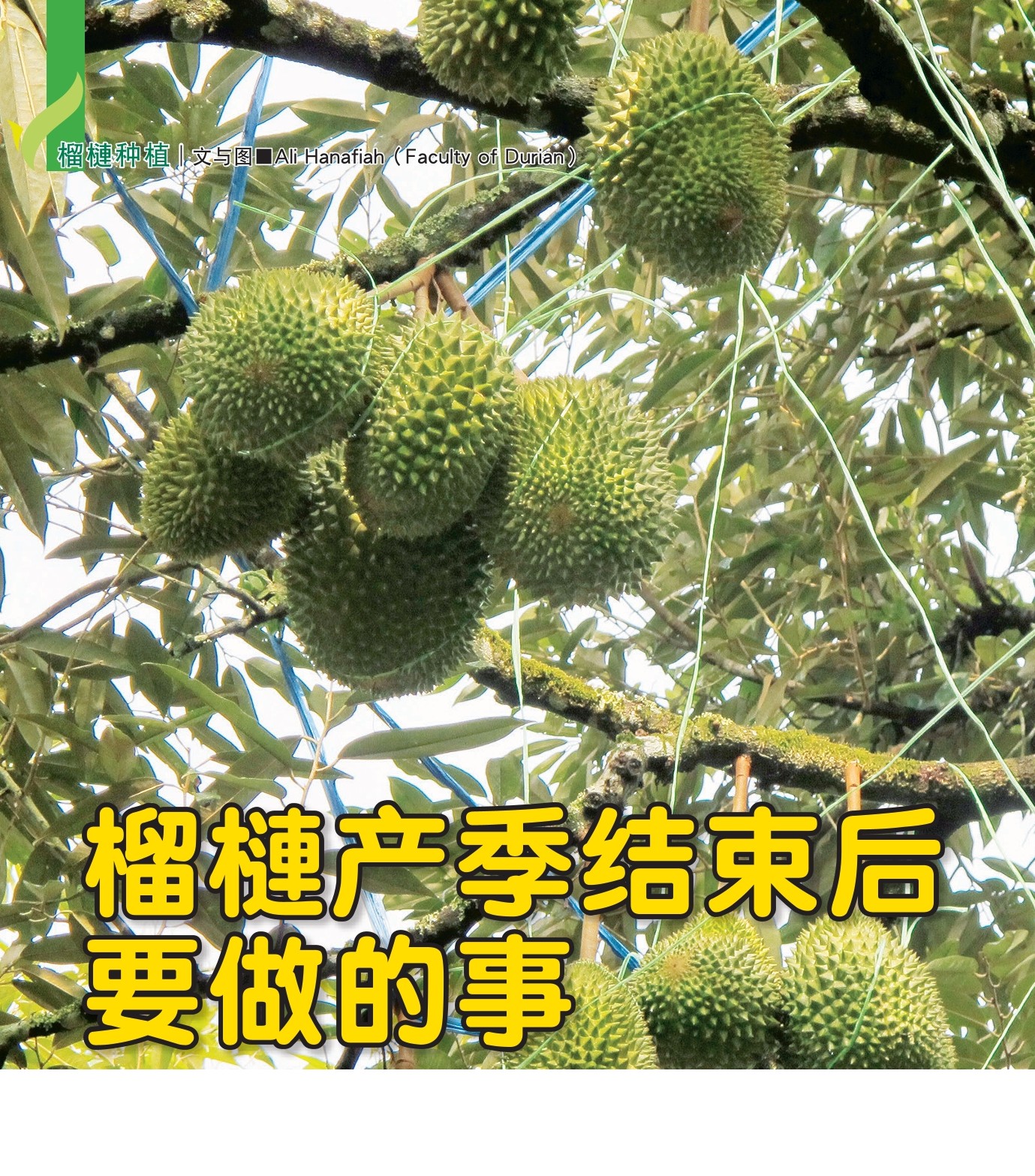 榴梿产季结束后要做的事 - 农牧世界
