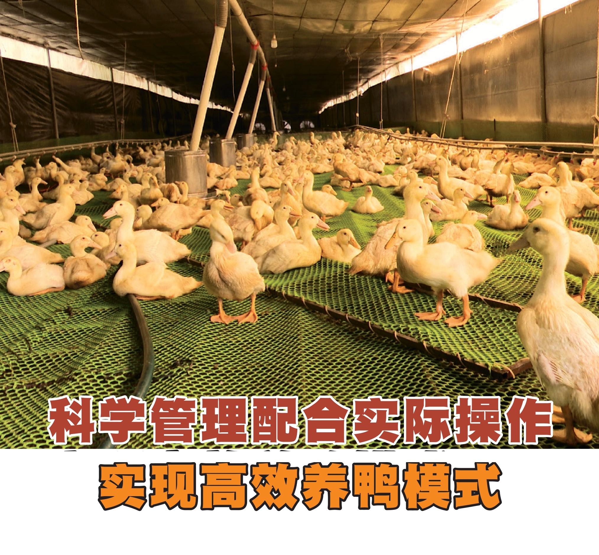 科学管理配合实际操作  实现高经济效益养鸭模式 - 农牧世界