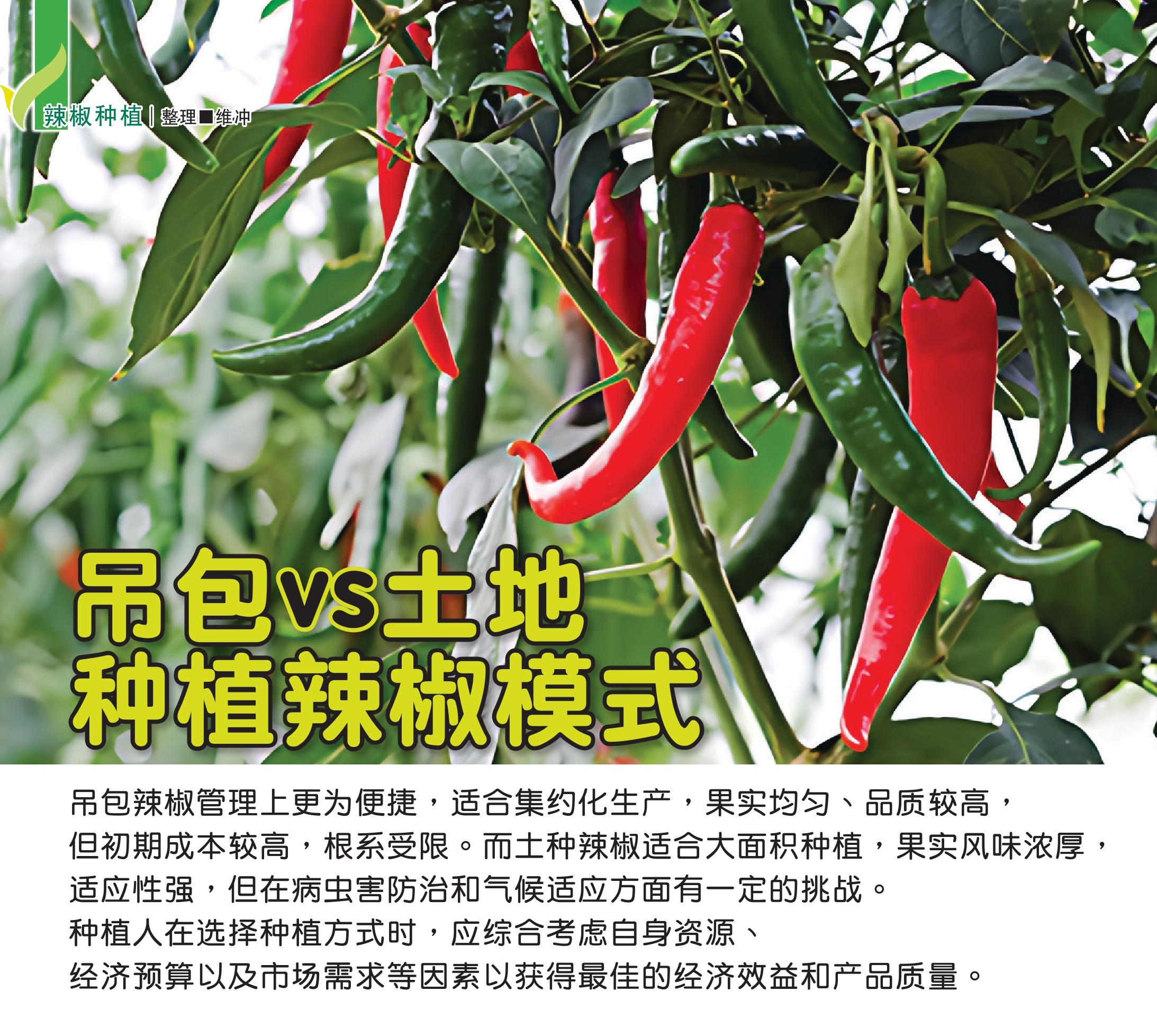 吊包vs土地  种植辣椒模式 - 农牧世界