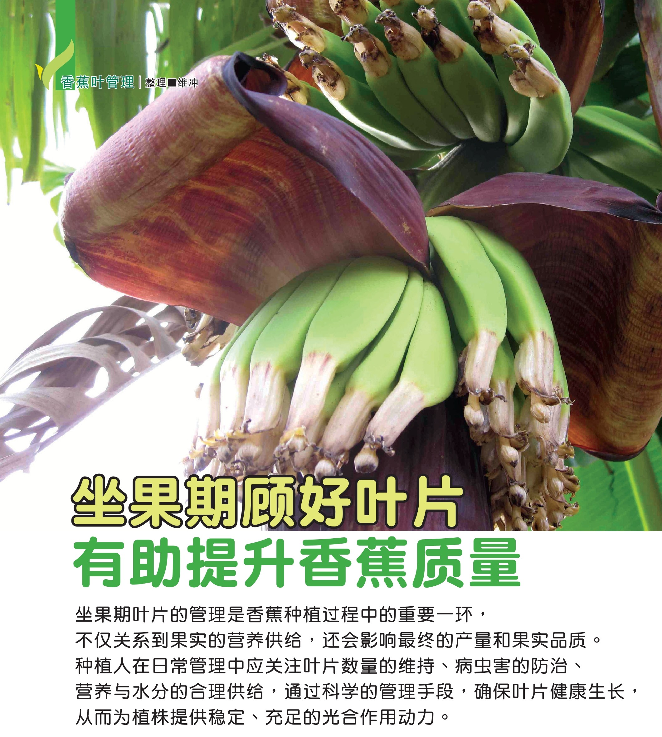 坐果期顾好叶片  有助提升香蕉质量 - 农牧世界