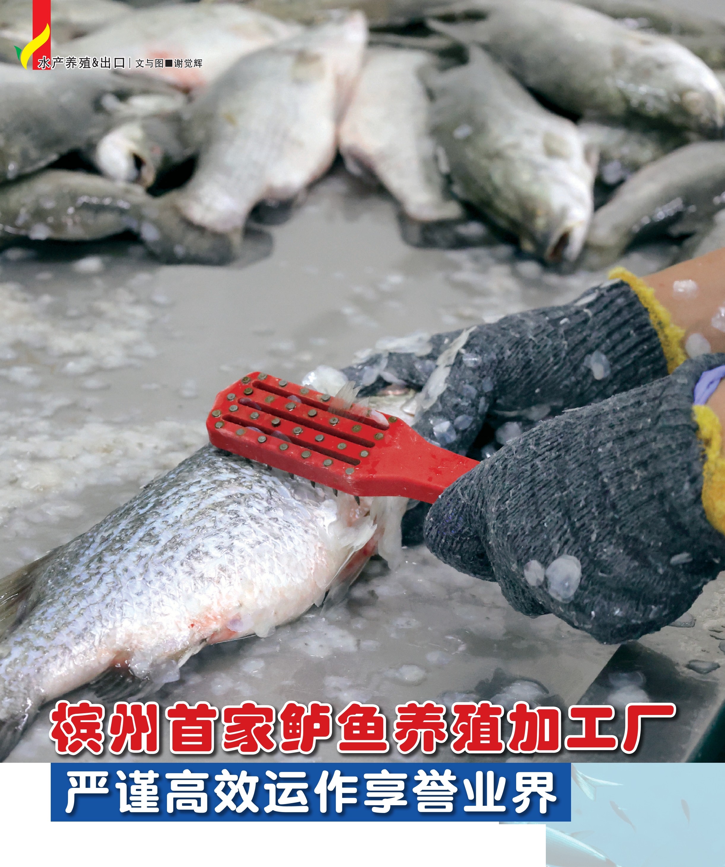 槟州首家鲈鱼养殖加工厂  严谨高效运作享誉业界 - 农牧世界