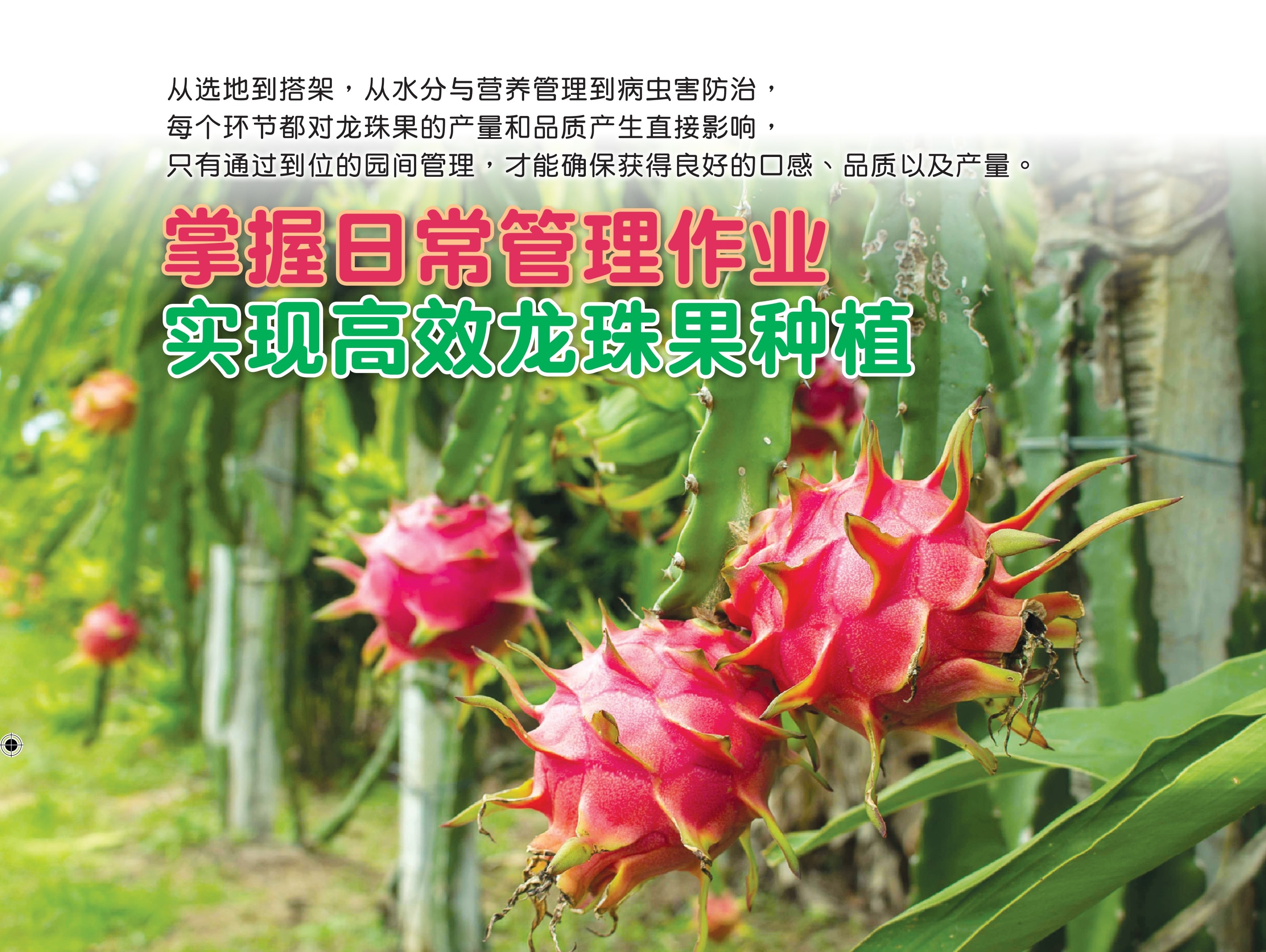 掌握日常管理作业  实现高效龙珠果种植 - 农牧世界