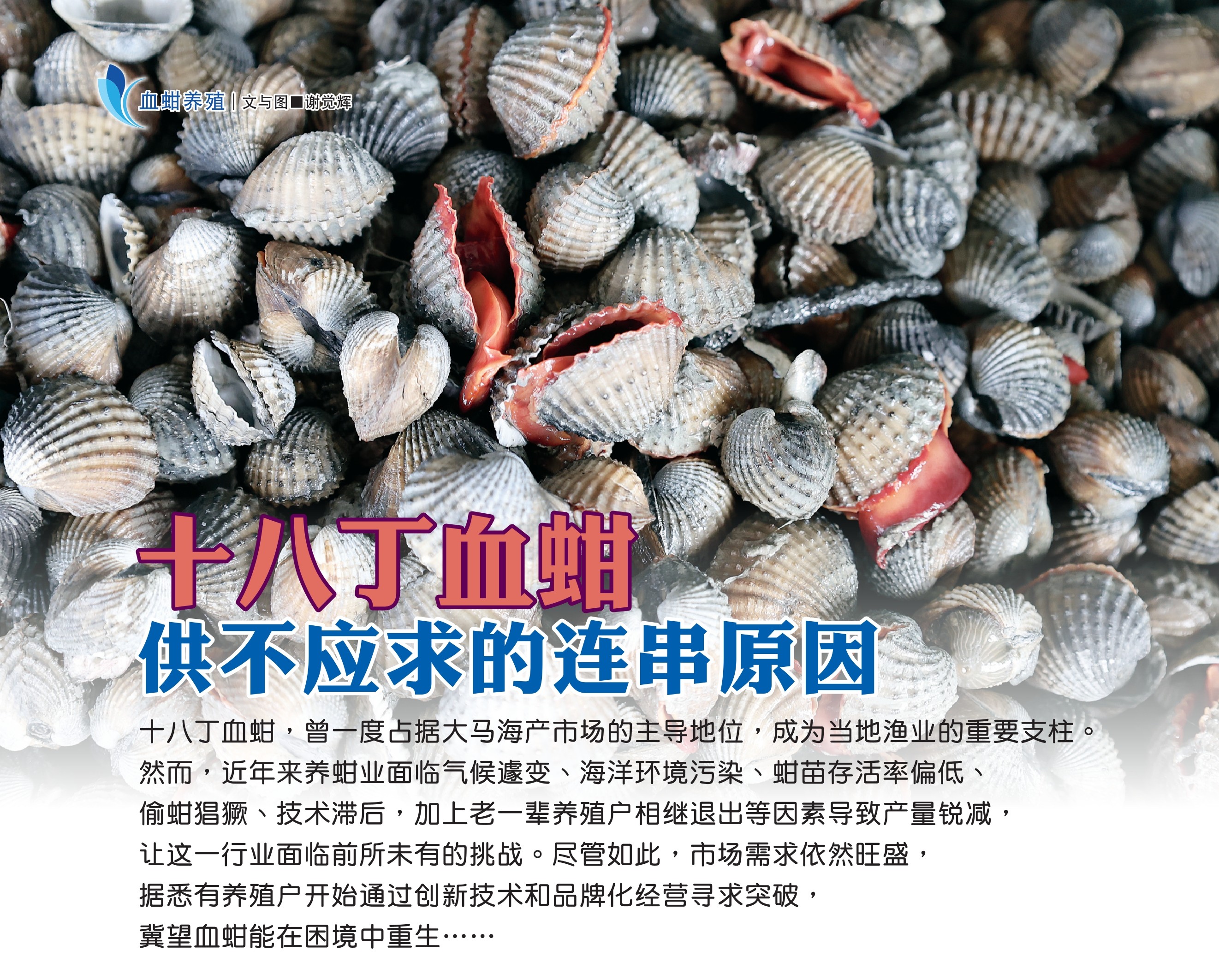 十八丁血蚶 供不应求的连串原因 - 农牧世界