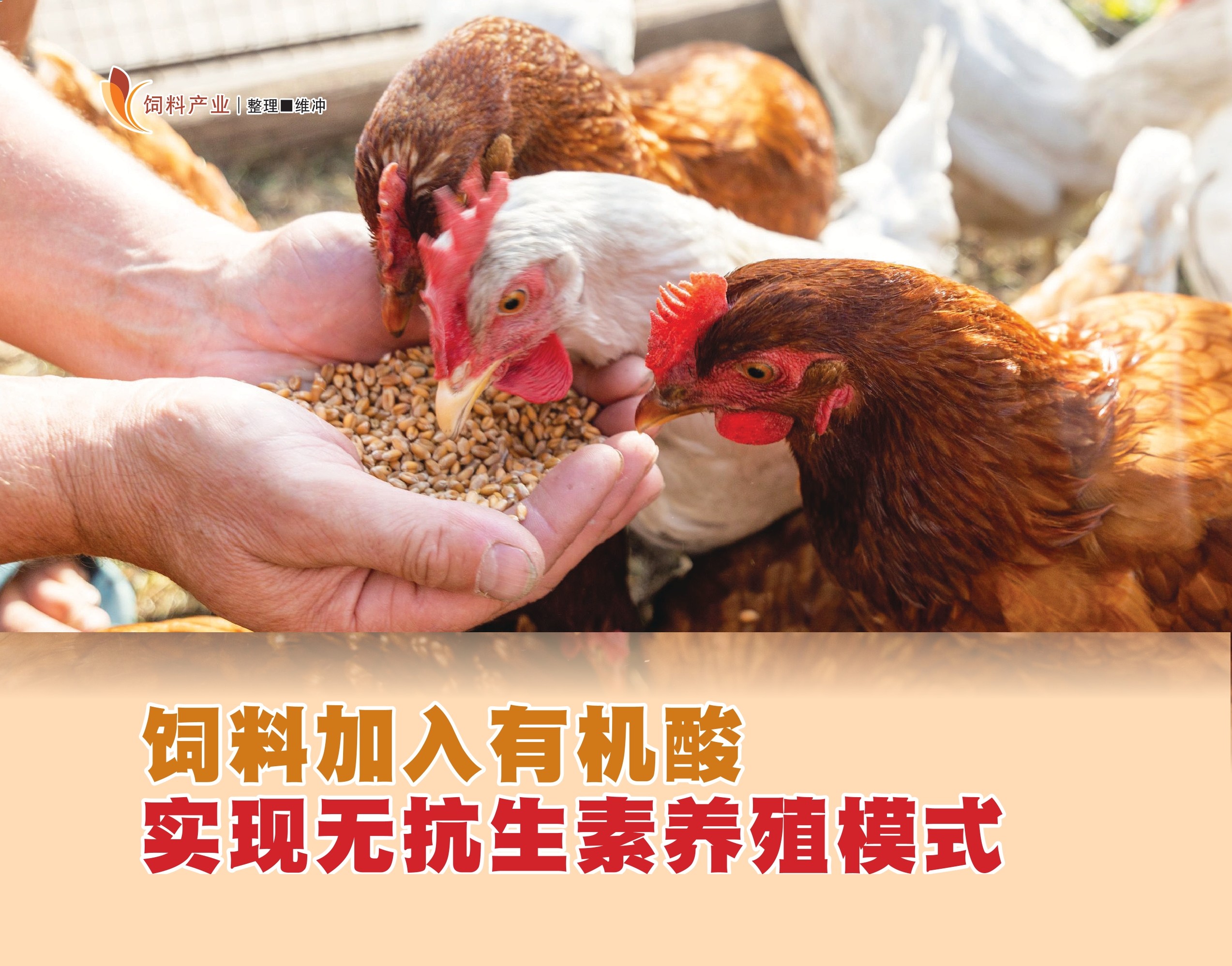 饲料加入有机酸  实现无抗生素养殖模式 - 农牧世界