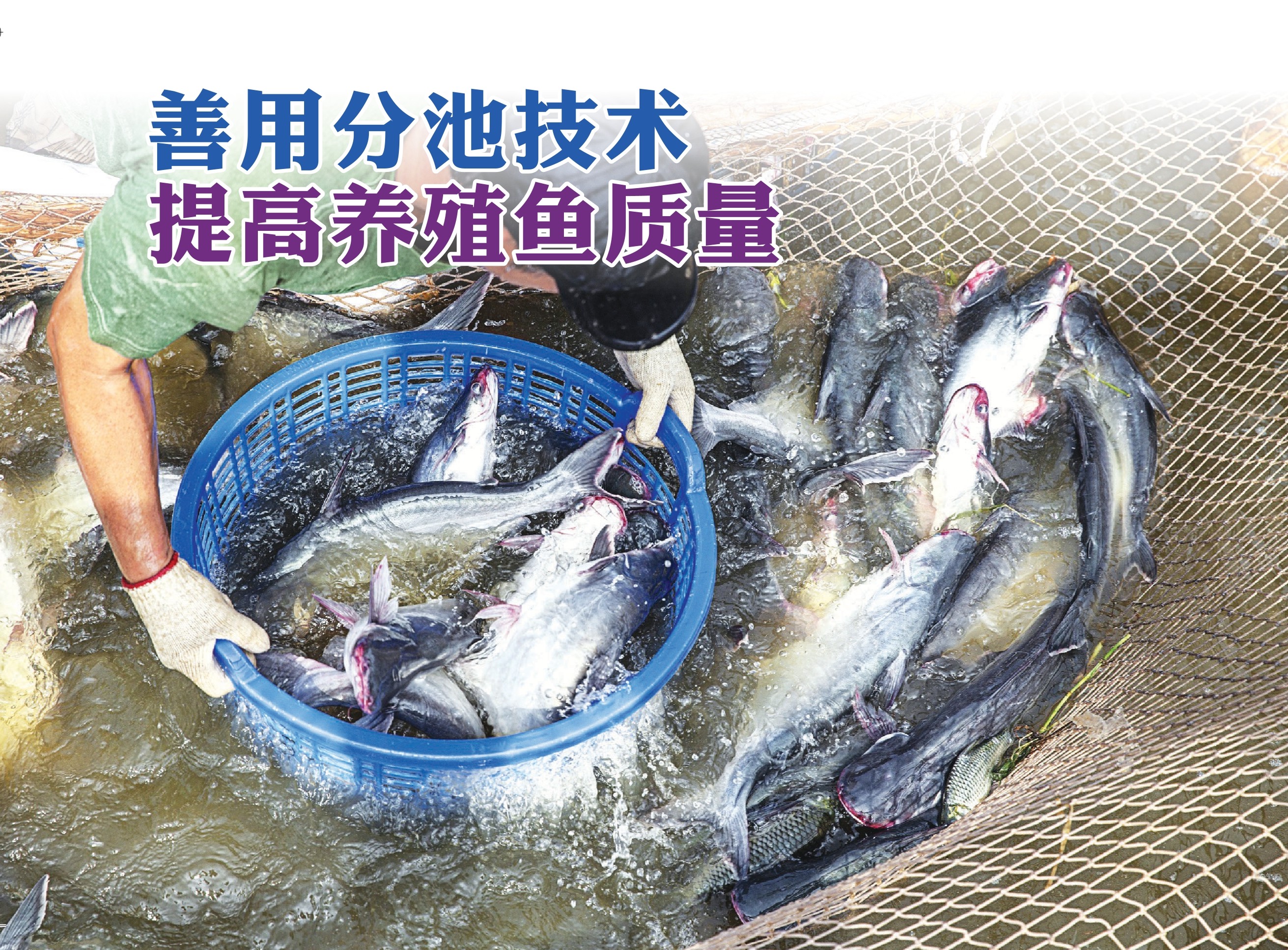 善用分池技术  提高养殖鱼质量 - 农牧世界