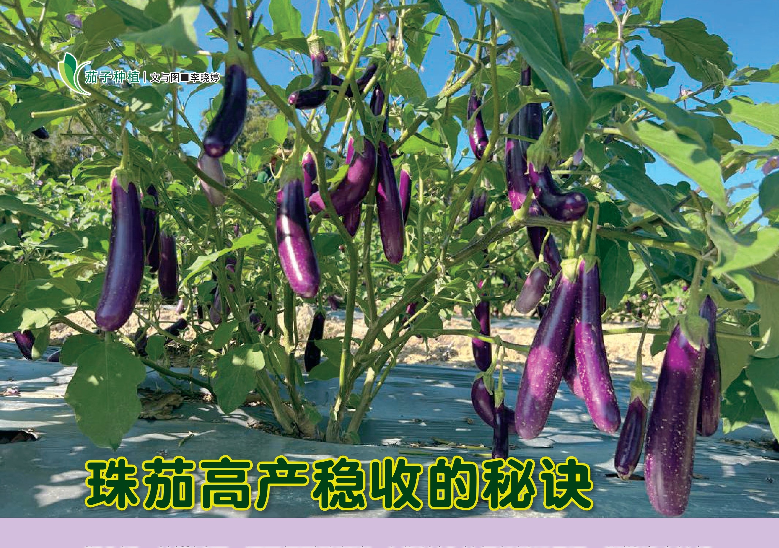 珠茄高产稳收的秘诀 - 农牧世界