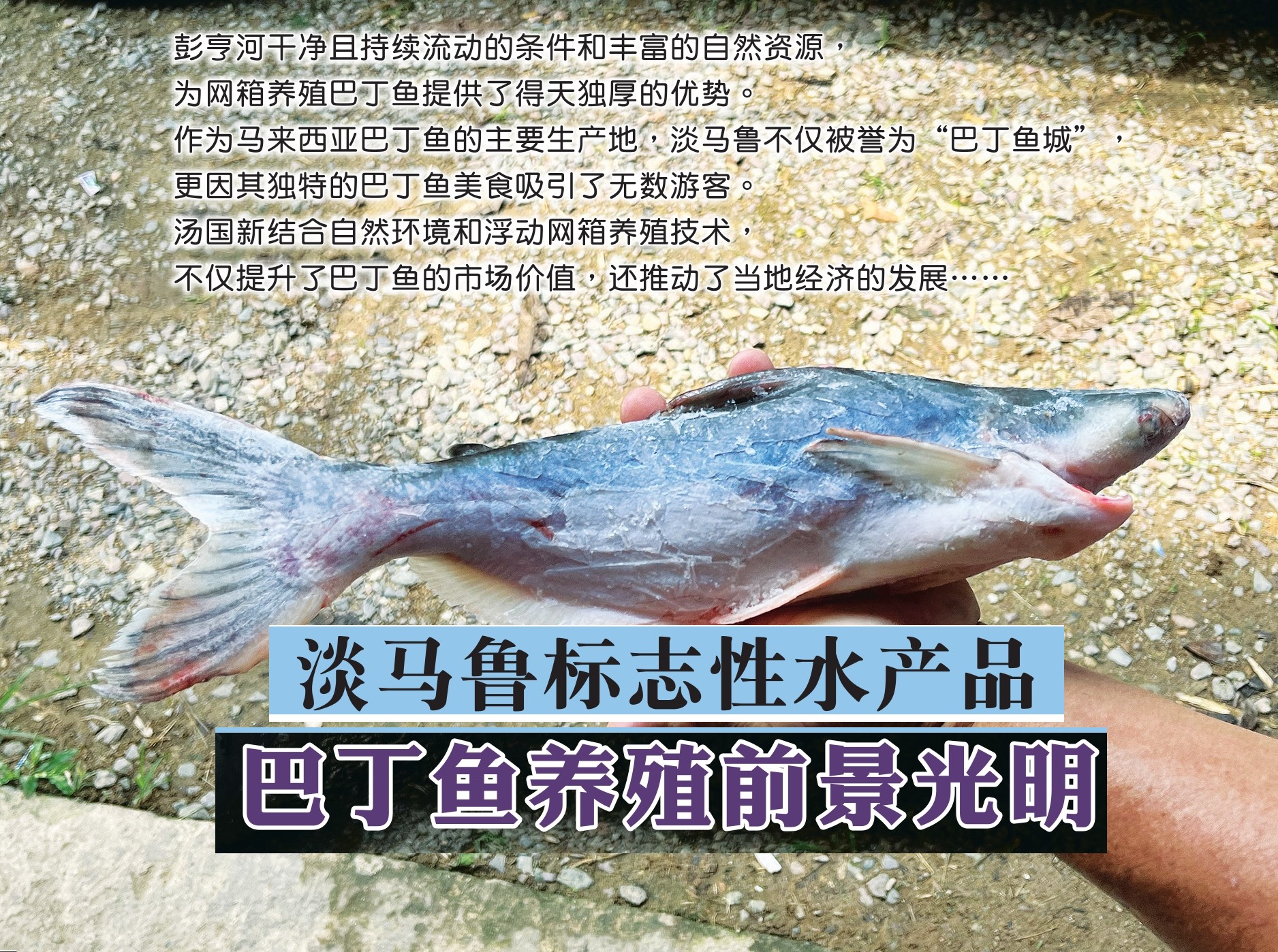 淡马鲁标志性水产品  巴丁鱼养殖前景光明 - 农牧世界