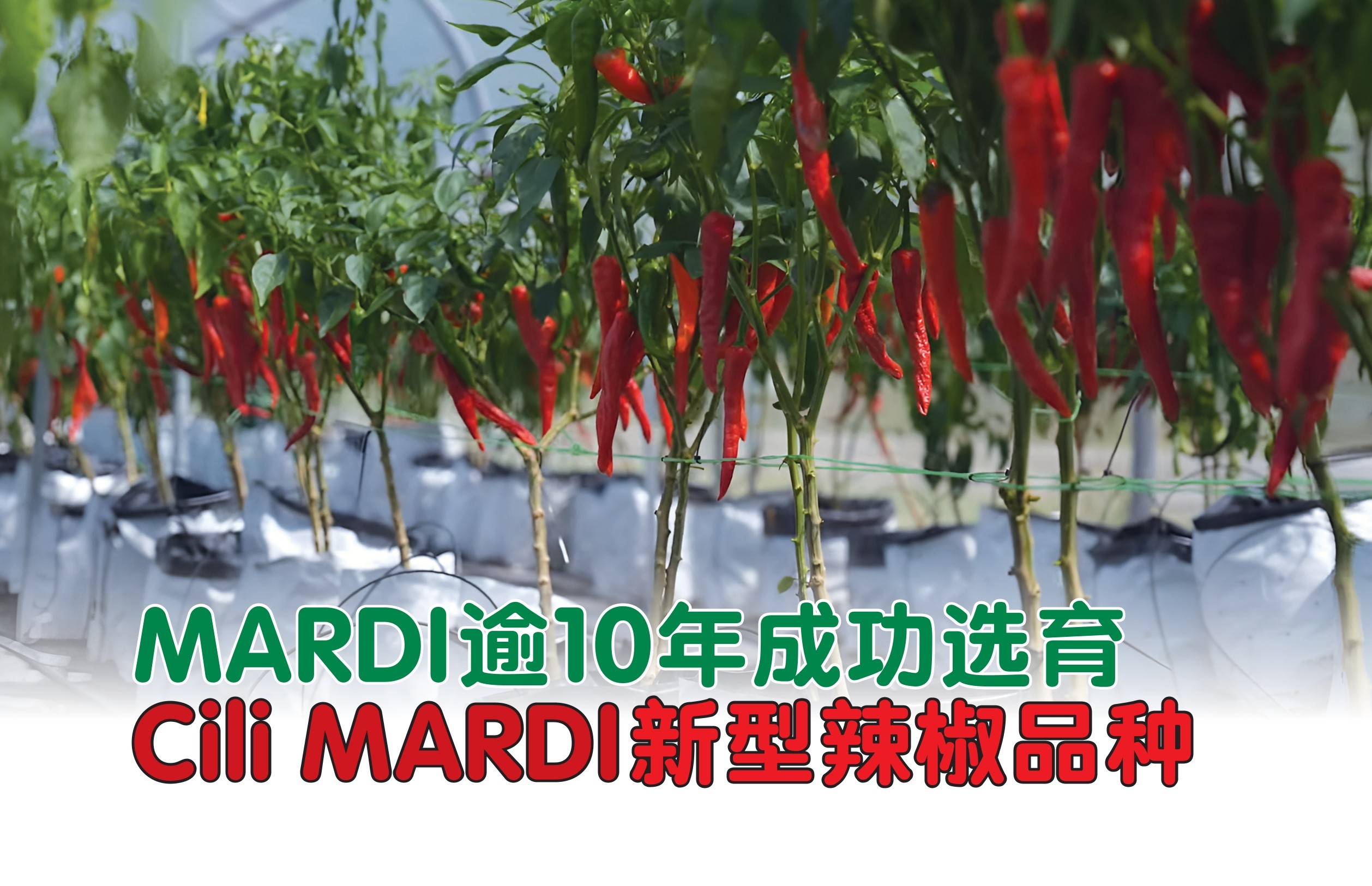 MARDI逾10年成功选育  Cili MARDI新型辣椒品种 - 农牧世界