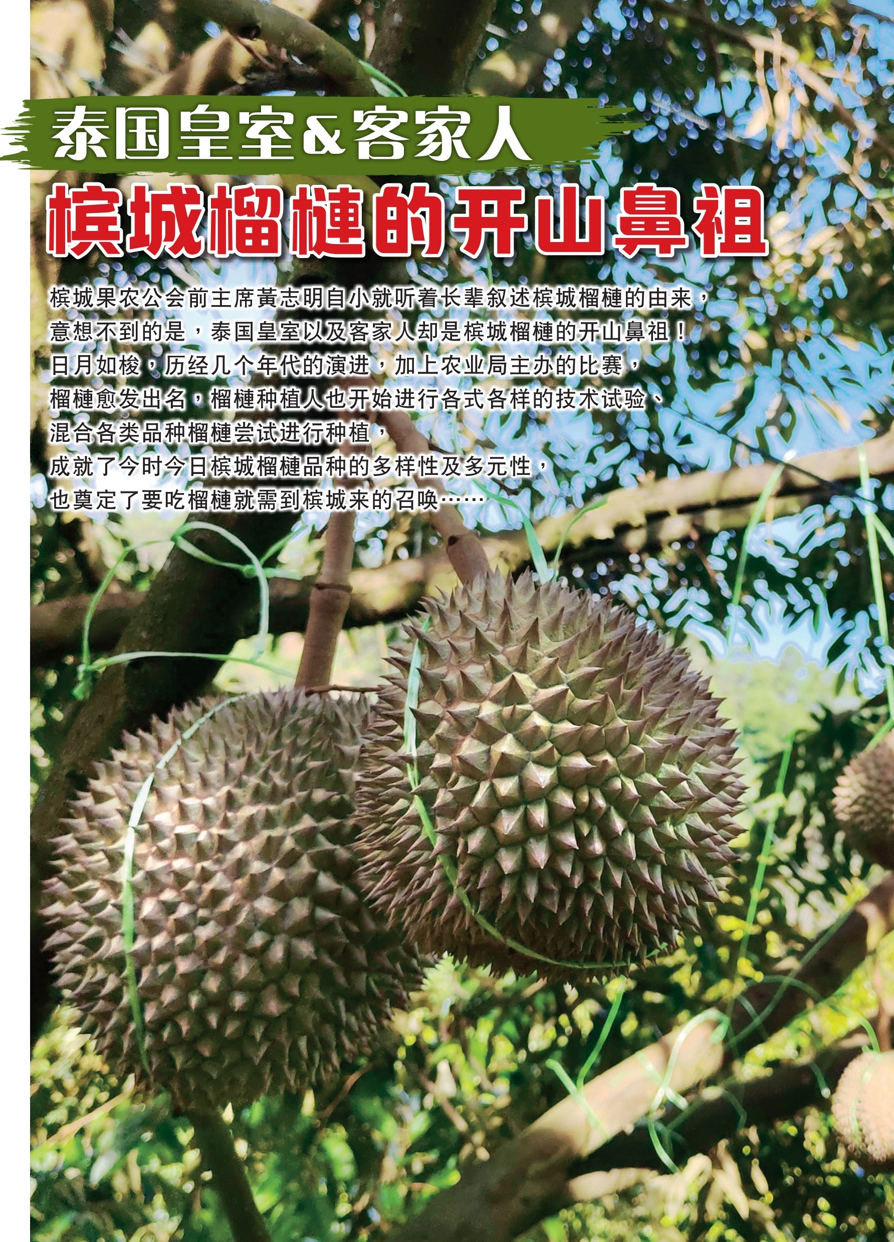 泰国皇室＆客家人  槟城榴梿的开山鼻祖 - 农牧世界