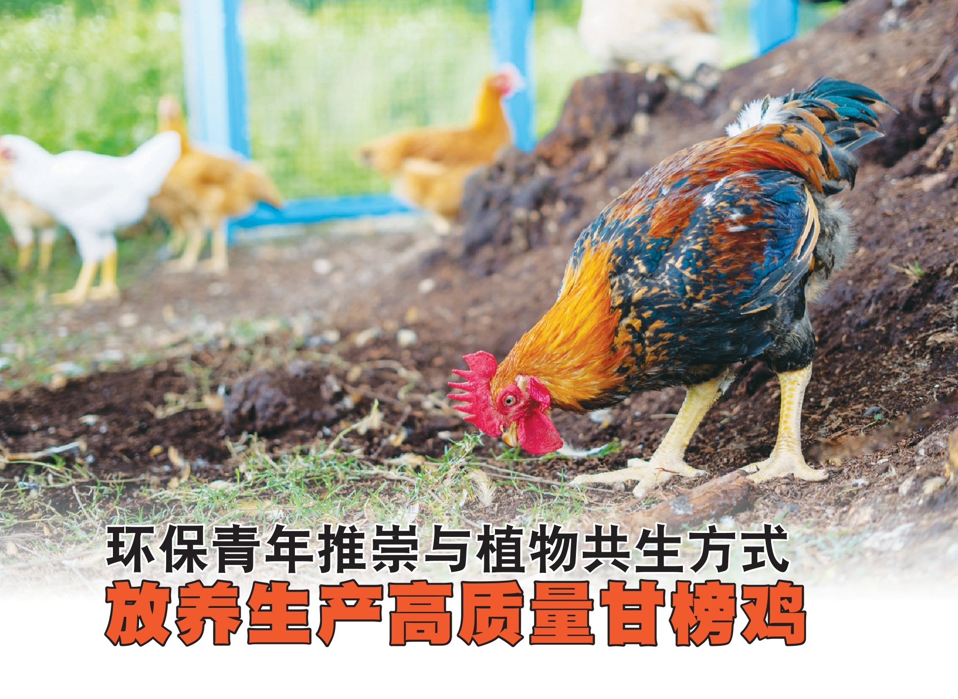 环保青年推崇与植物共生方式  放养生产高质量甘榜鸡 - 农牧世界