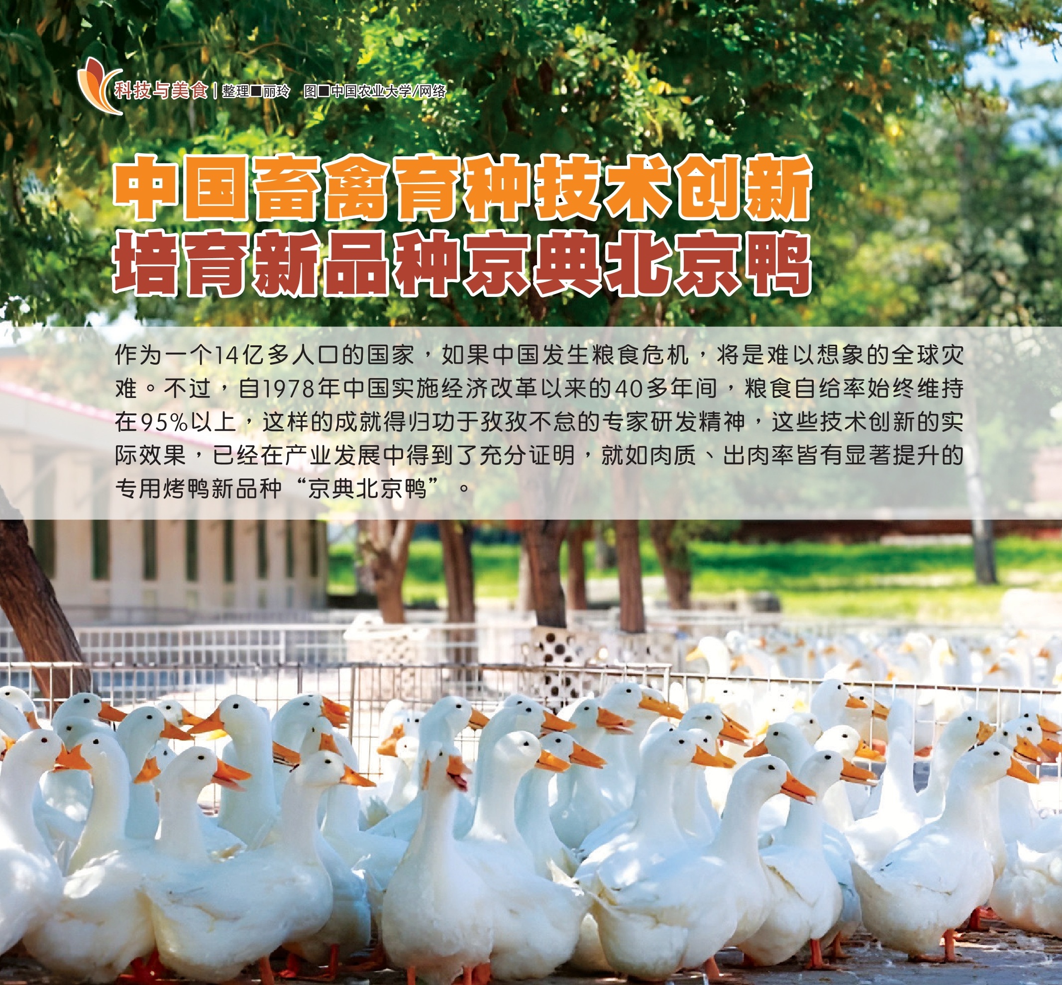 中国畜禽育种技术创新  培育新品种京典北京鸭 - 农牧世界