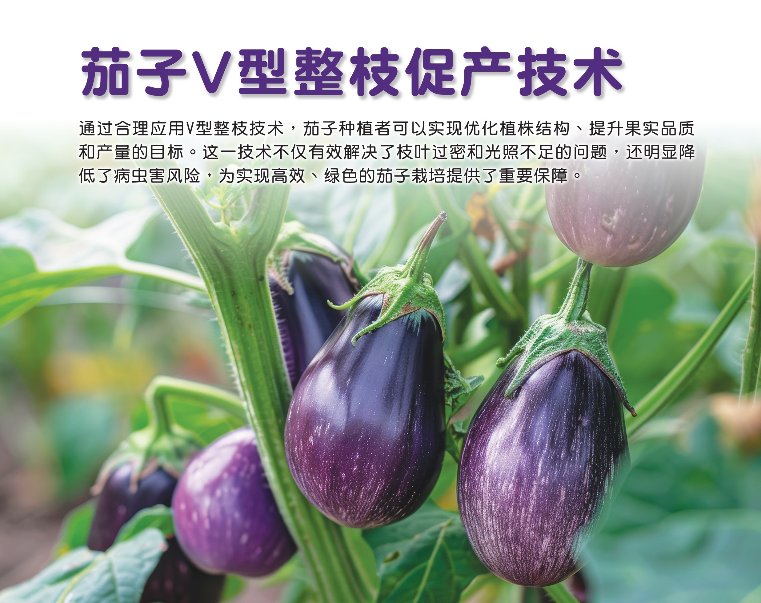 茄子V型整枝促产技术 - 农牧世界