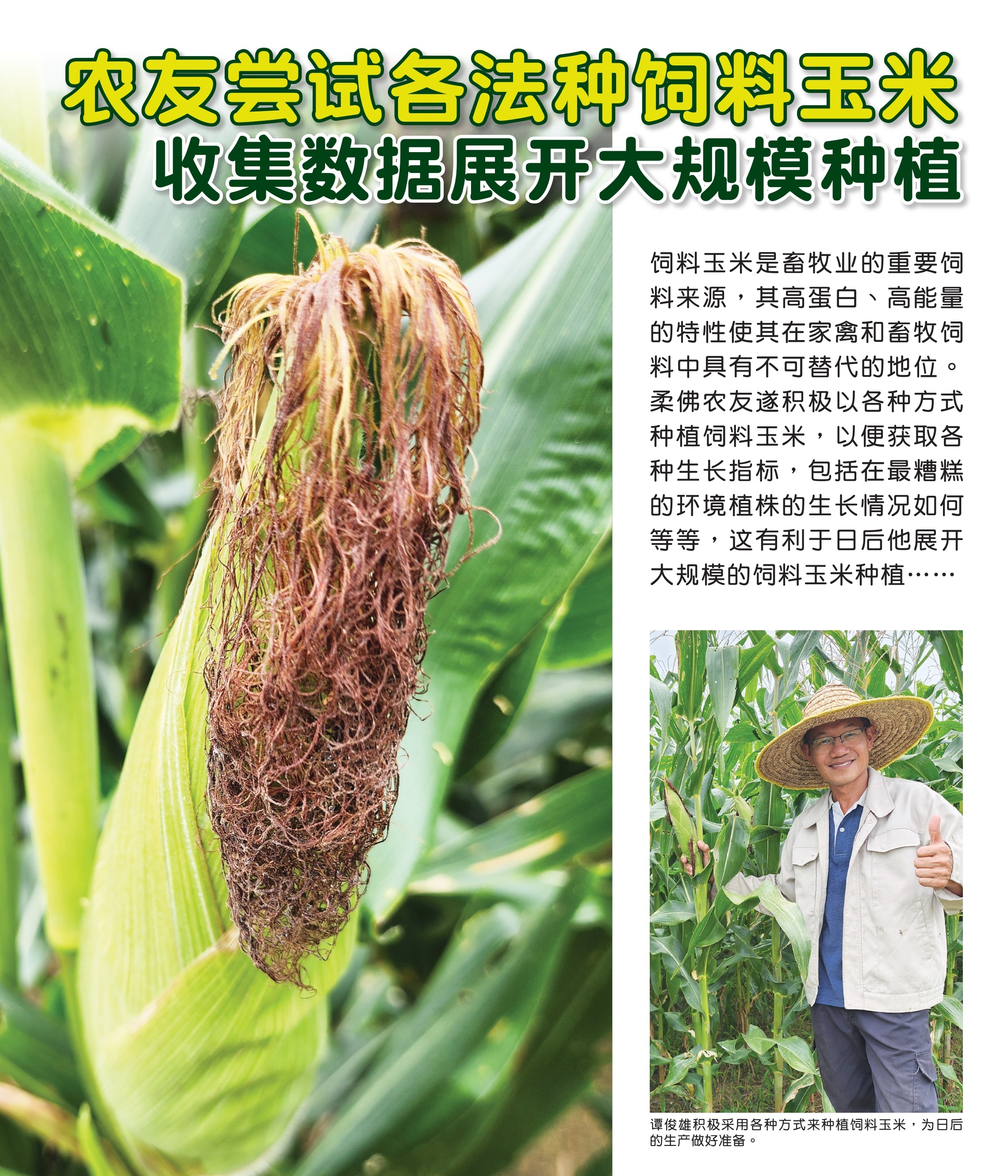 农友尝试各法种饲料玉米  收集数据展开大规模种植 - 农牧世界