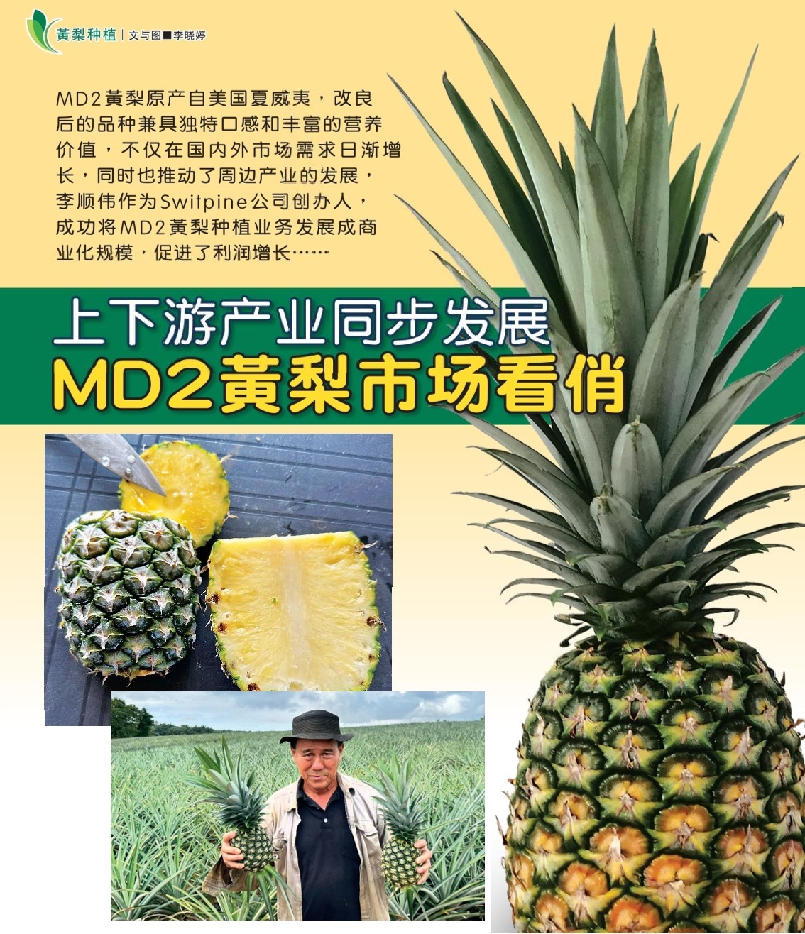 上下游产业同步发展  MD2黄梨国内外市场看俏 - 农牧世界