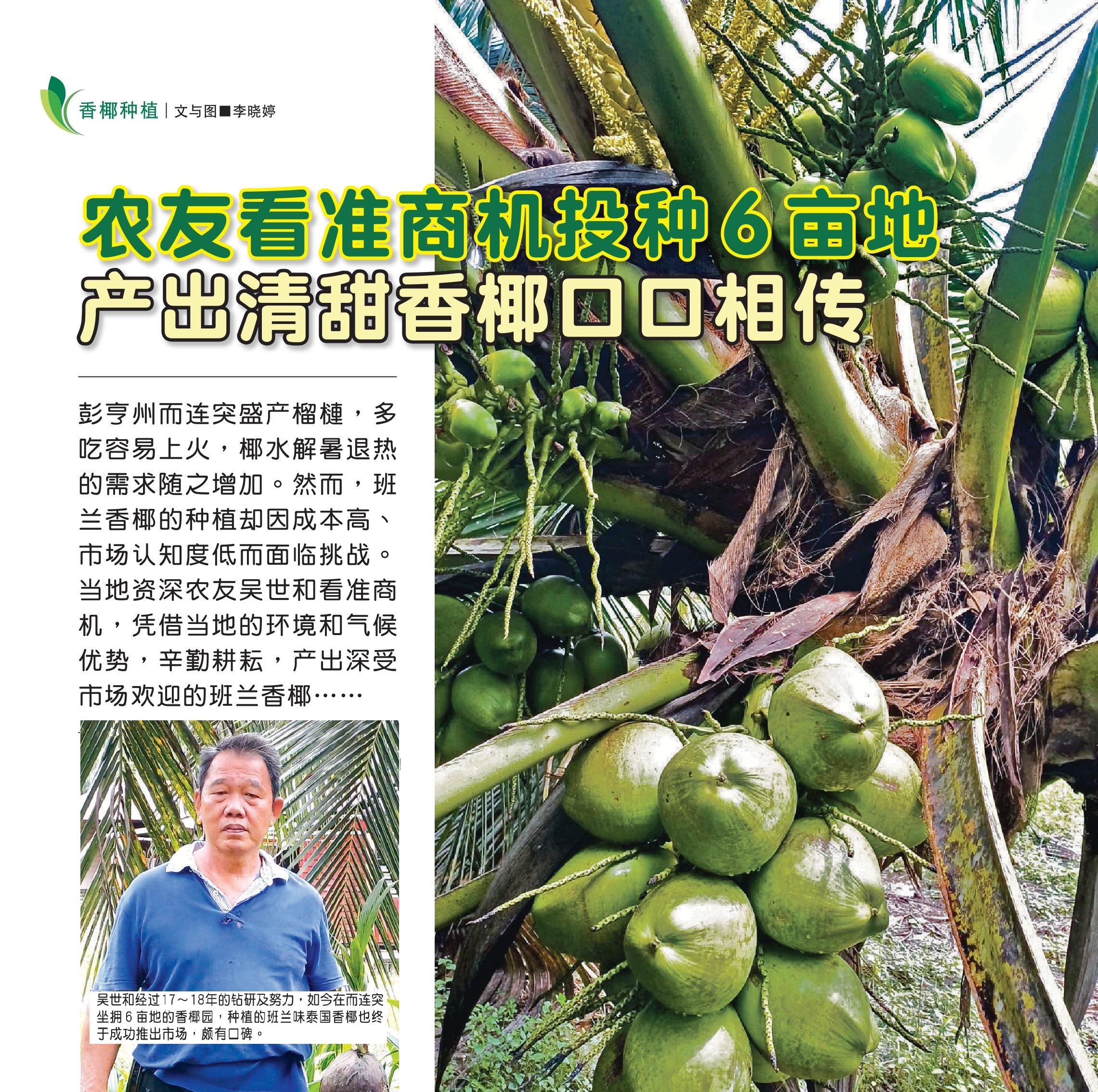 农友看准商机投种６亩地  产出清甜香椰口口相传 - 农牧世界