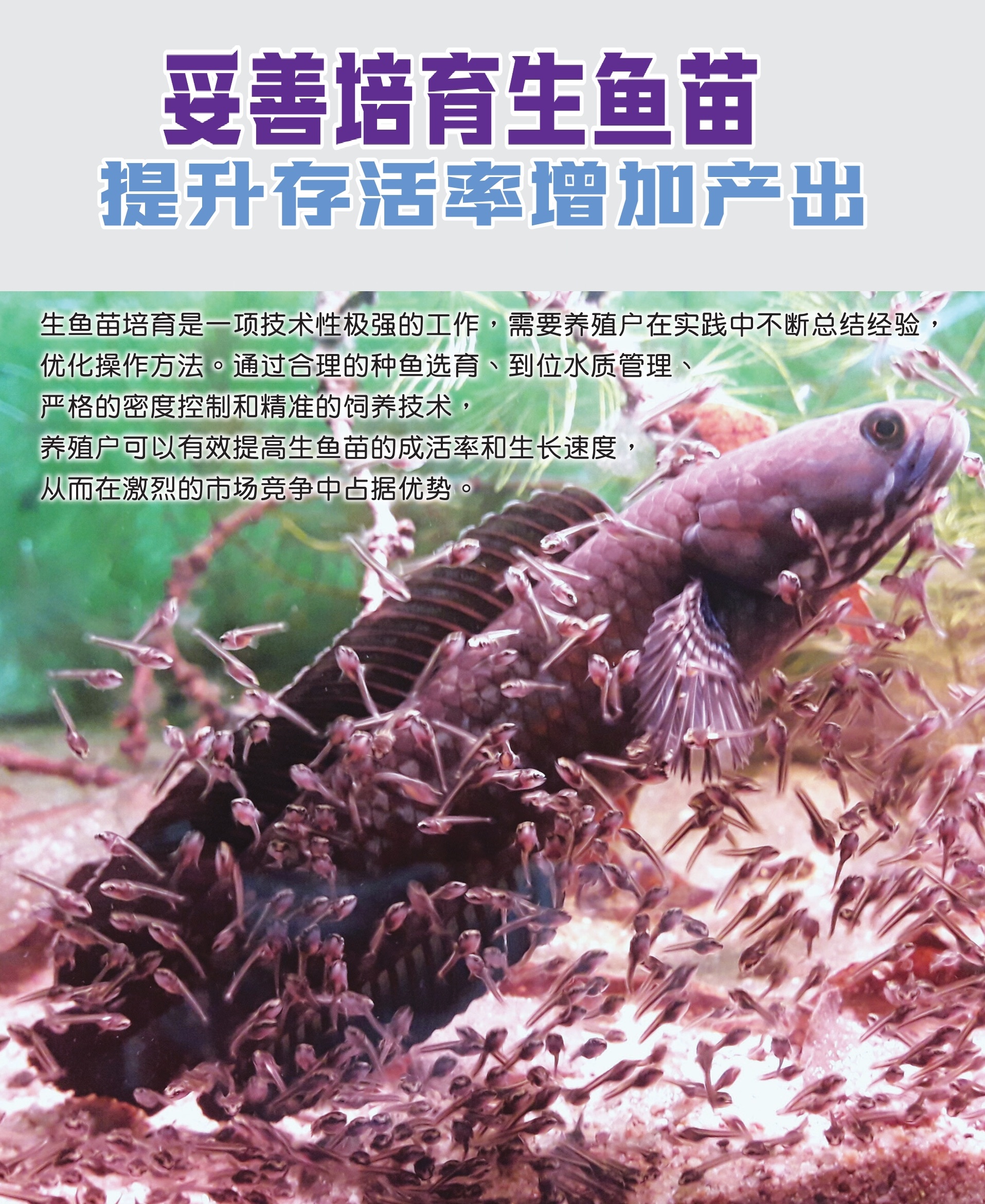 妥善培育生鱼苗  提升存活率增加产出 - 农牧世界
