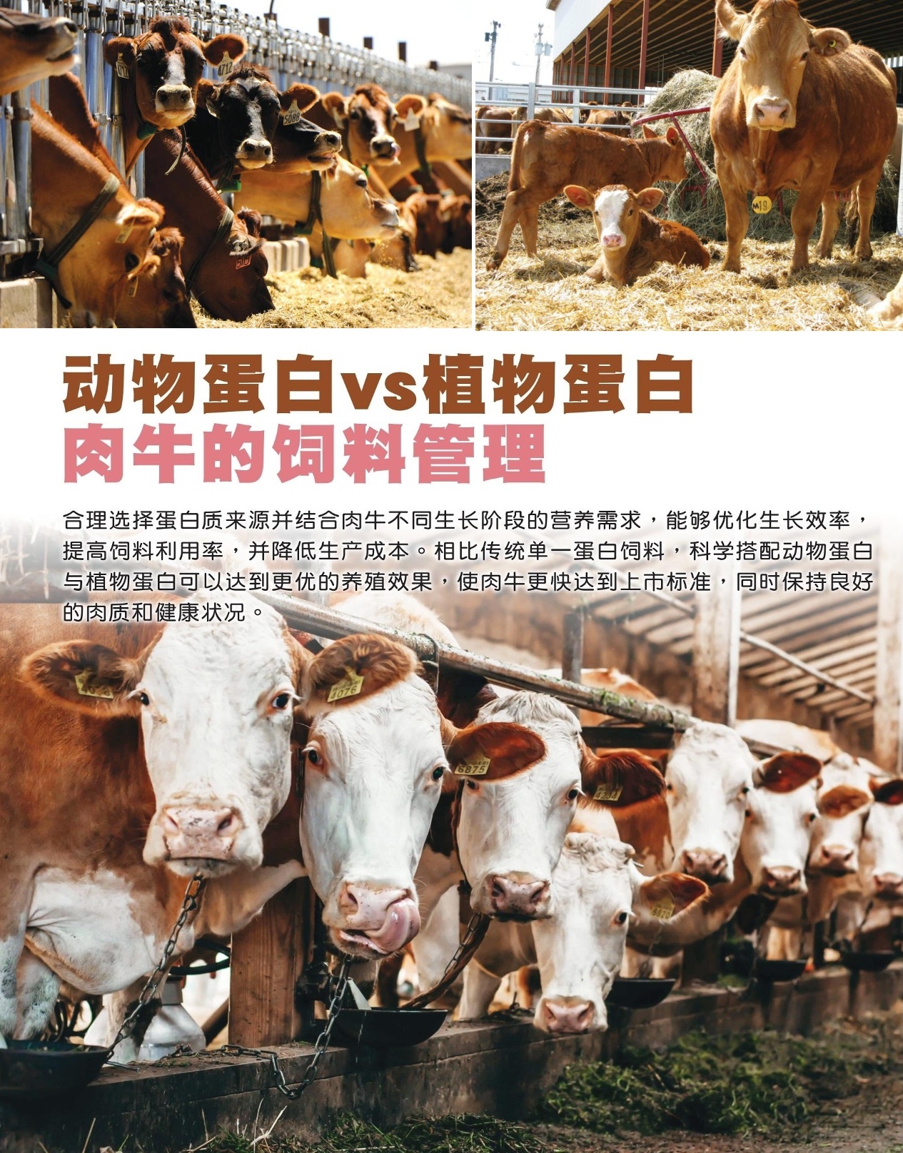 动物蛋白vs植物蛋白  肉牛的饲料管理 - 农牧世界