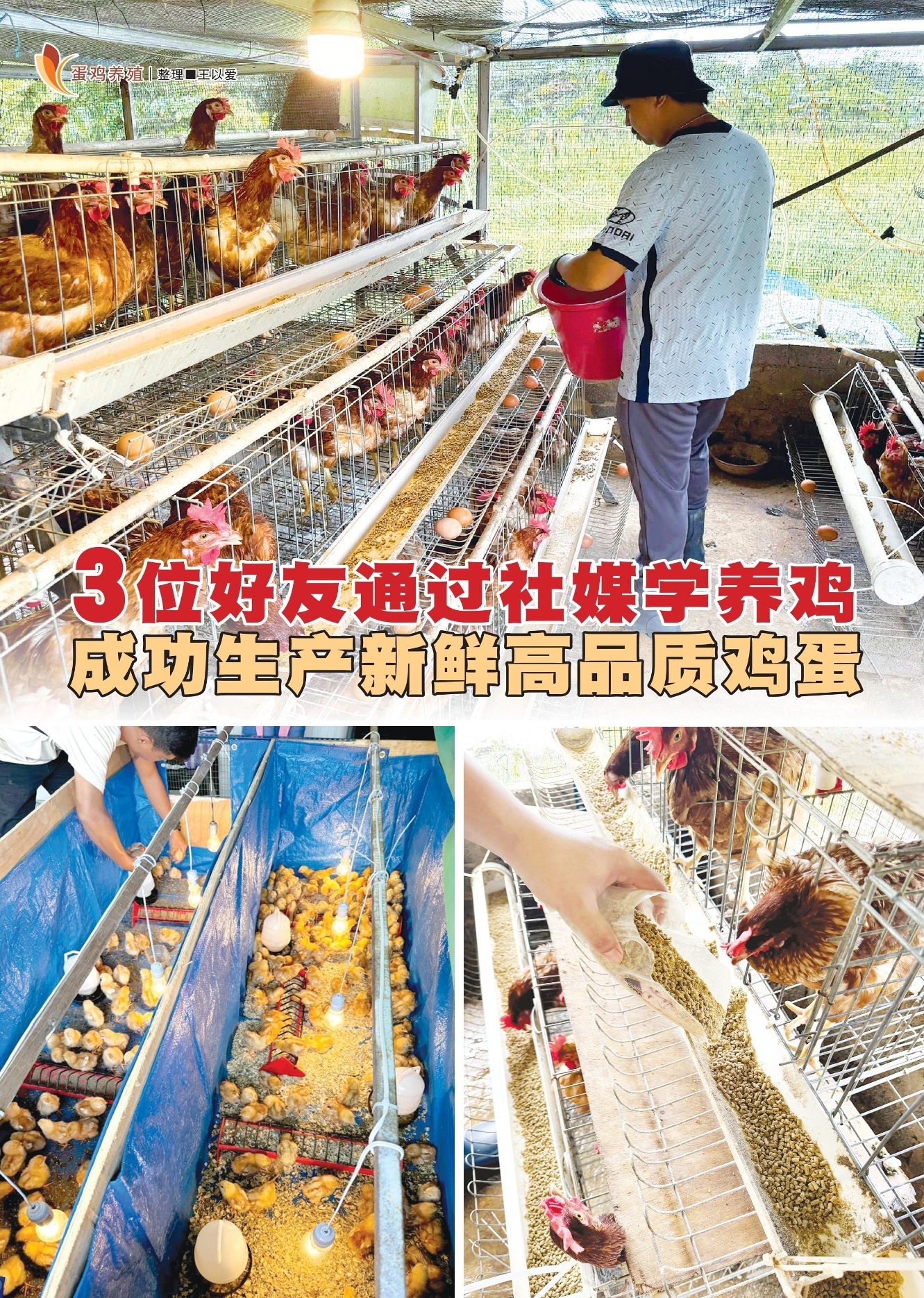 ３位好友通过社媒学养鸡  成功生产新鲜高品质鸡蛋 - 农牧世界