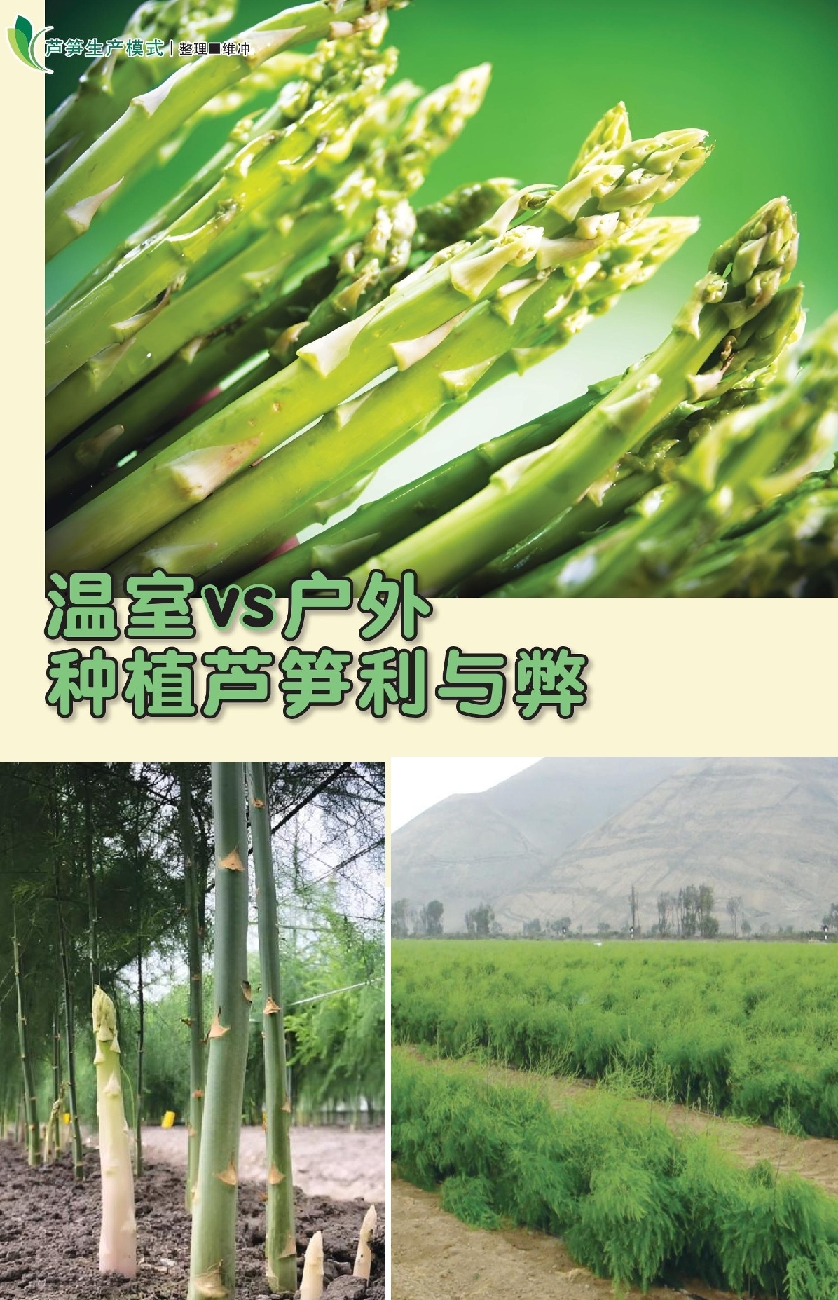 温室vs户外种植芦笋利与弊 - 农牧世界