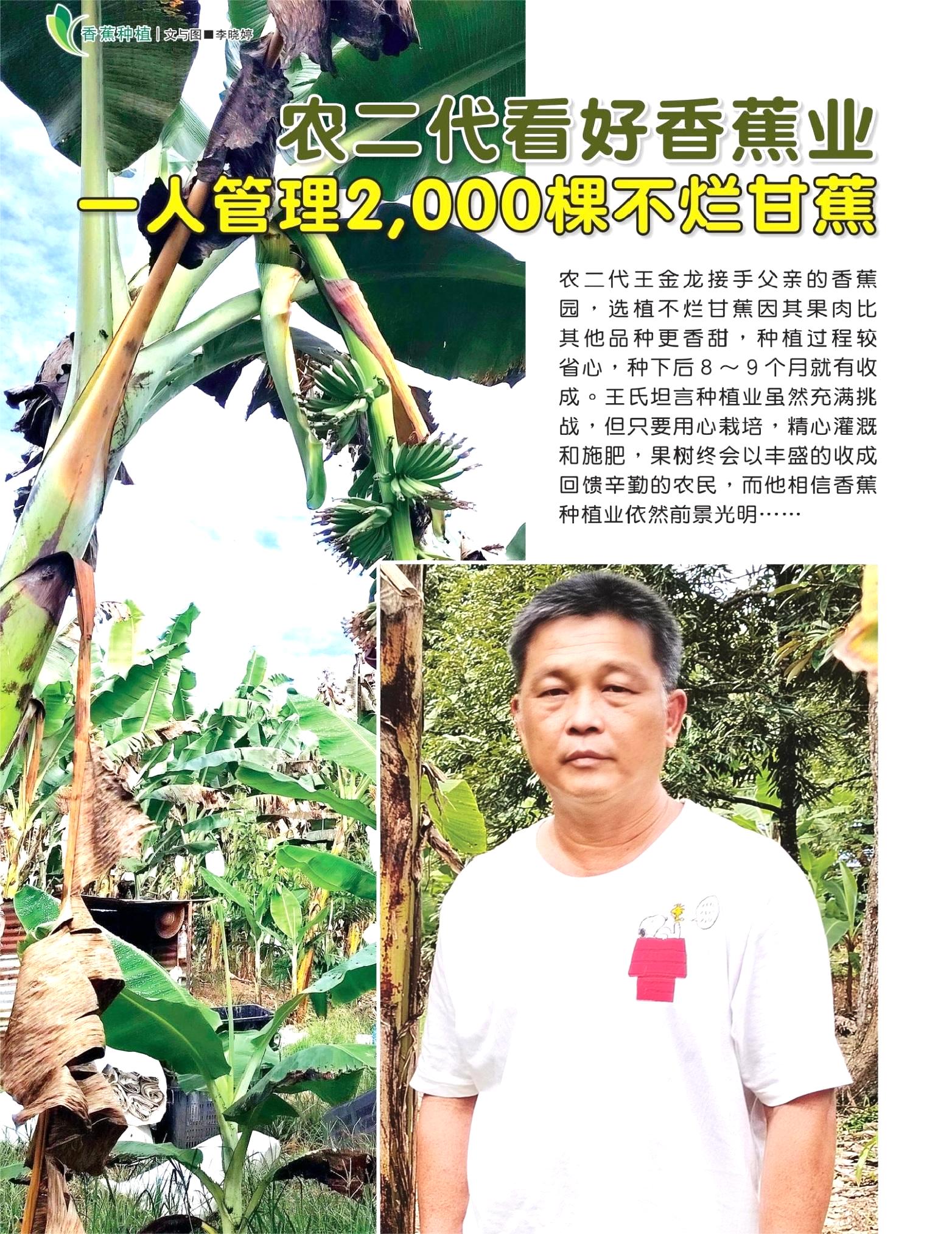 农二代看好香蕉业前景  一人管理2,000棵不烂甘蕉 - 农牧世界