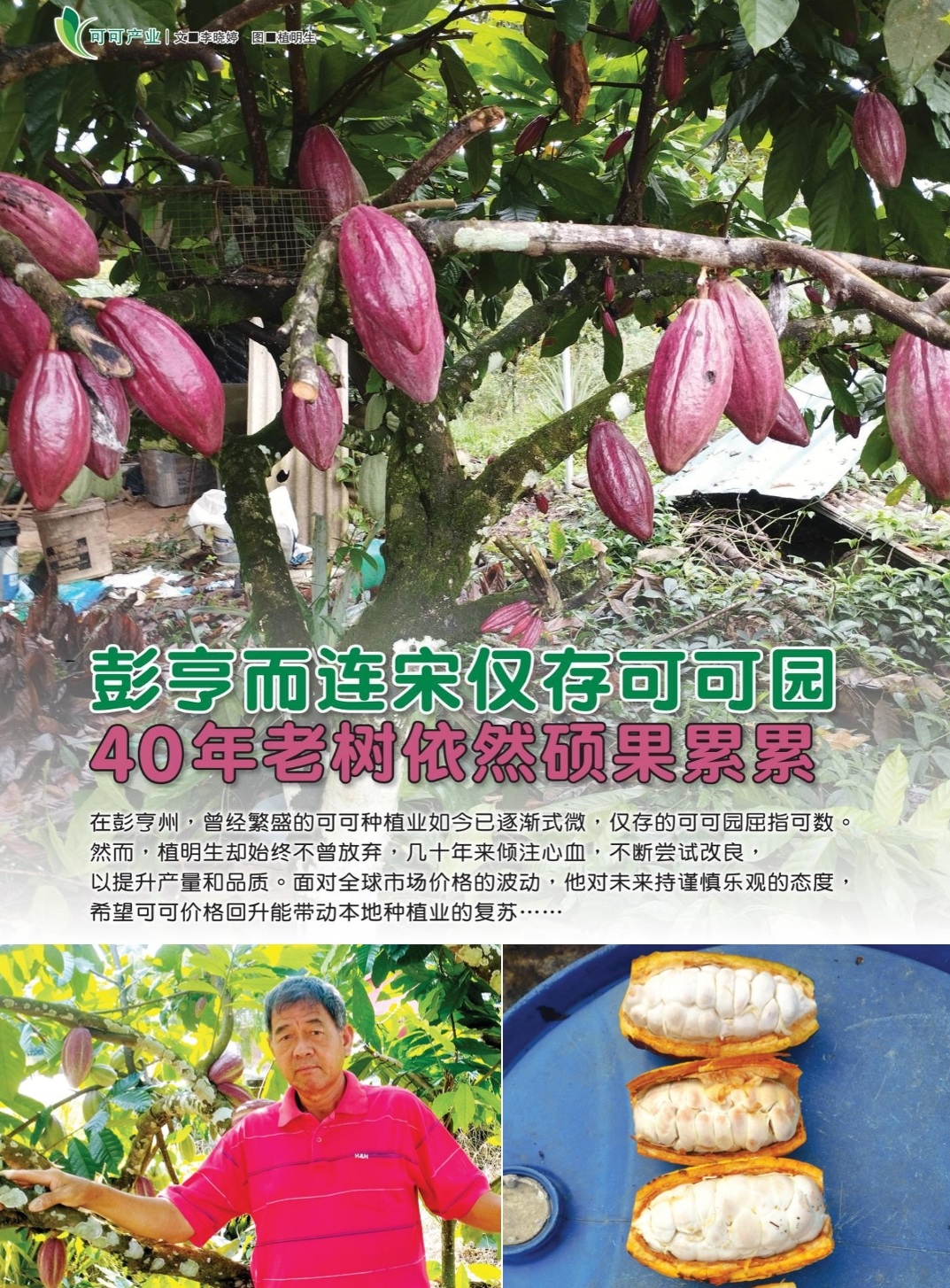 彭亨而连宋仅存可可园  40年老树依然硕果累累 - 农牧世界
