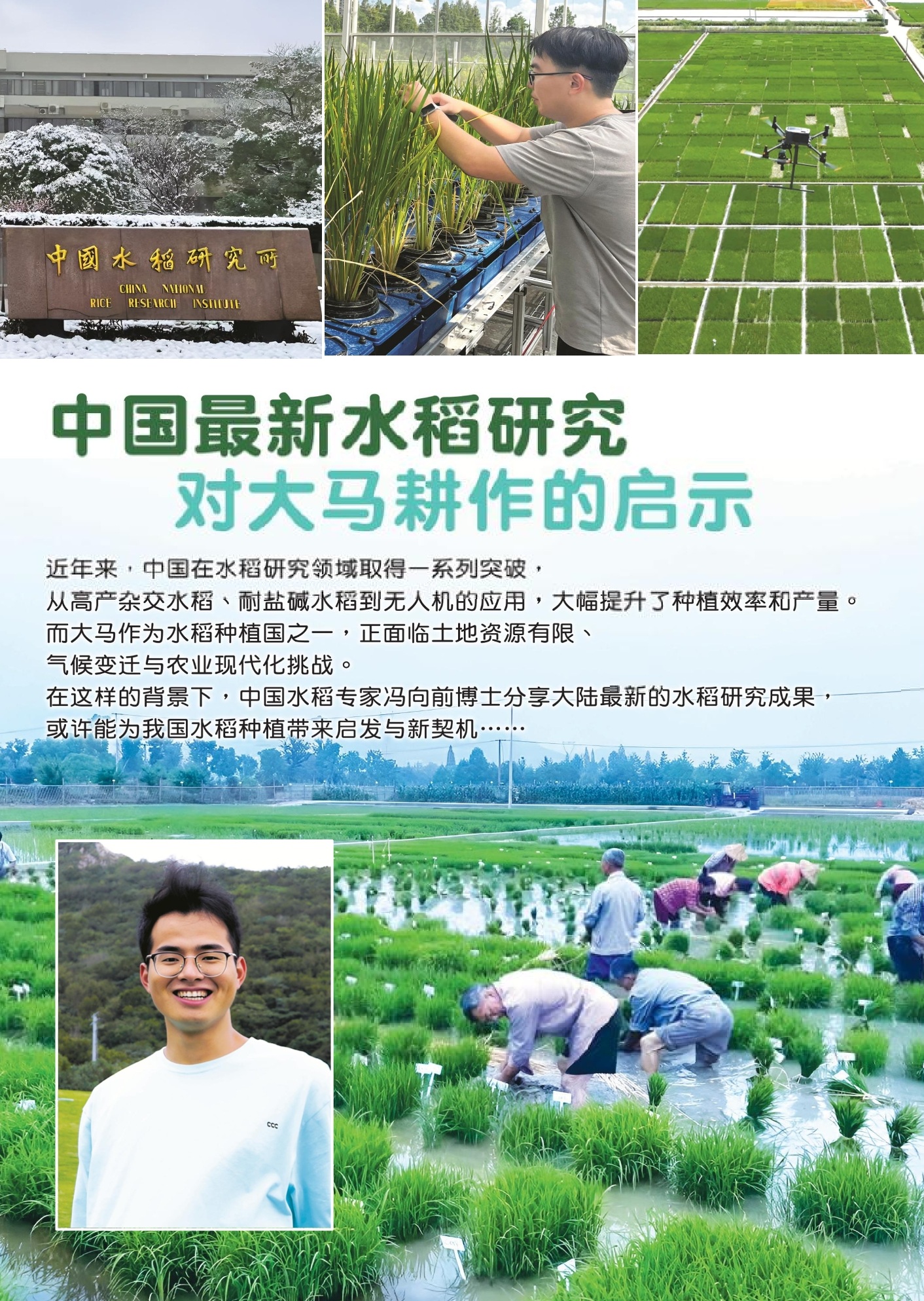 中国最新水稻研究  对大马耕作的启示 - 农牧世界