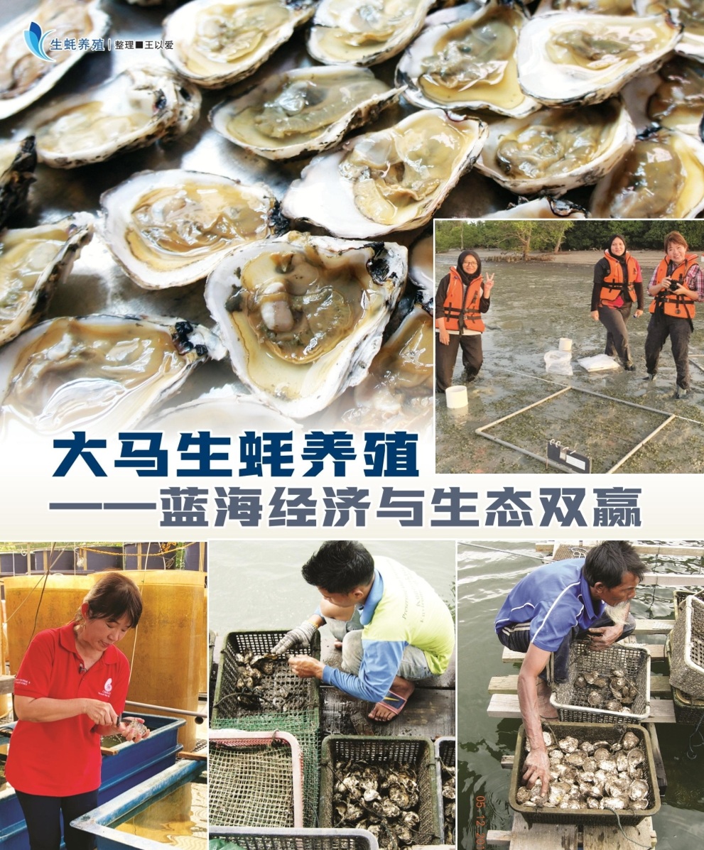 大马生蚝养殖  ——蓝海经济与生态双赢 - 农牧世界
