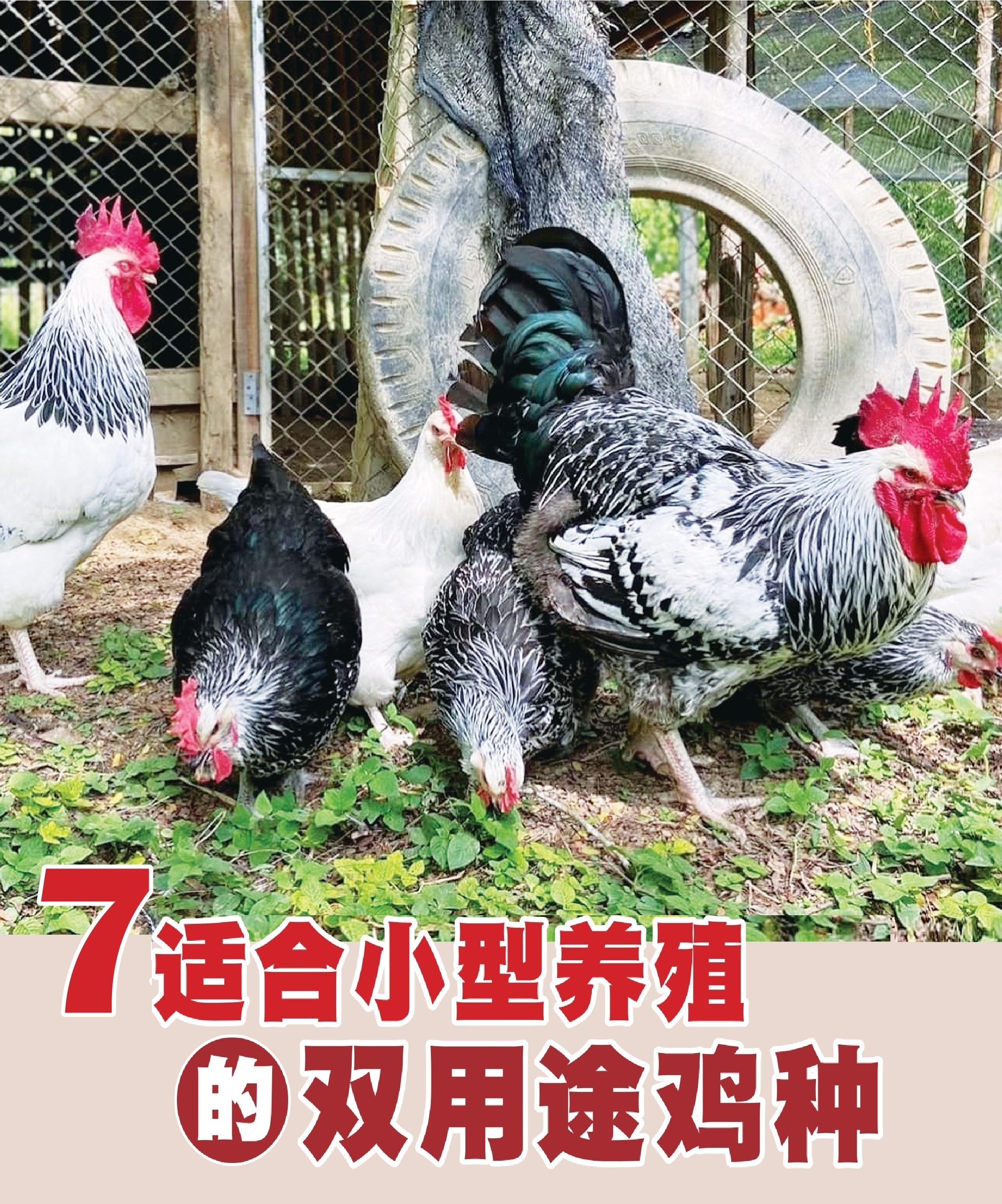 7适合小型养殖的双用途鸡种 - 农牧世界