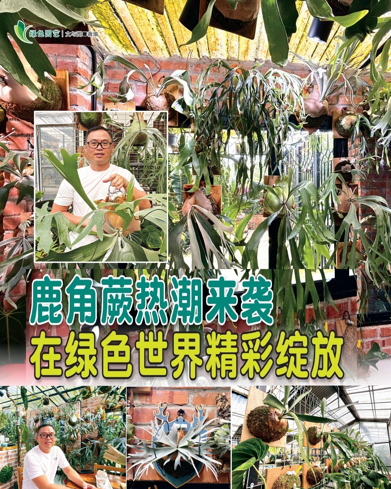 鹿角蕨热潮来袭  在绿色世界精彩绽放 - 农牧世界