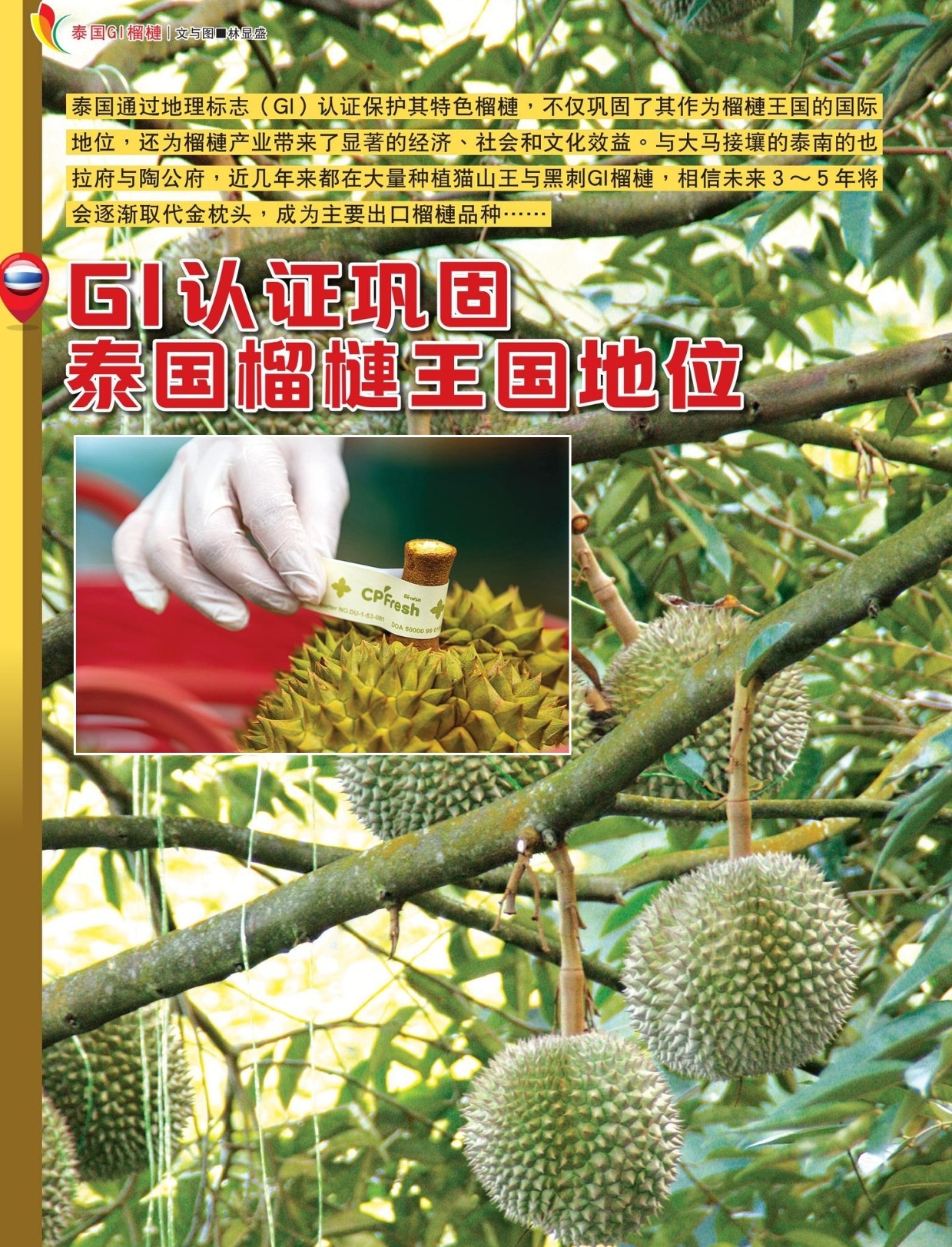 GI认证巩固泰国榴梿王国地位 - 农牧世界