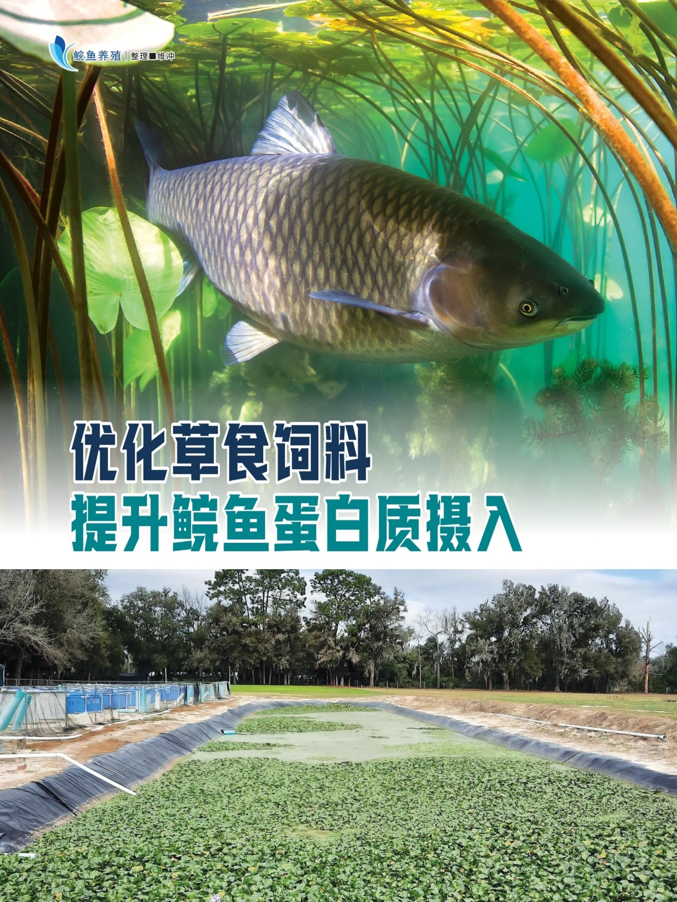 优化草食饲料  提升鲩鱼蛋白质摄入 - 农牧世界
