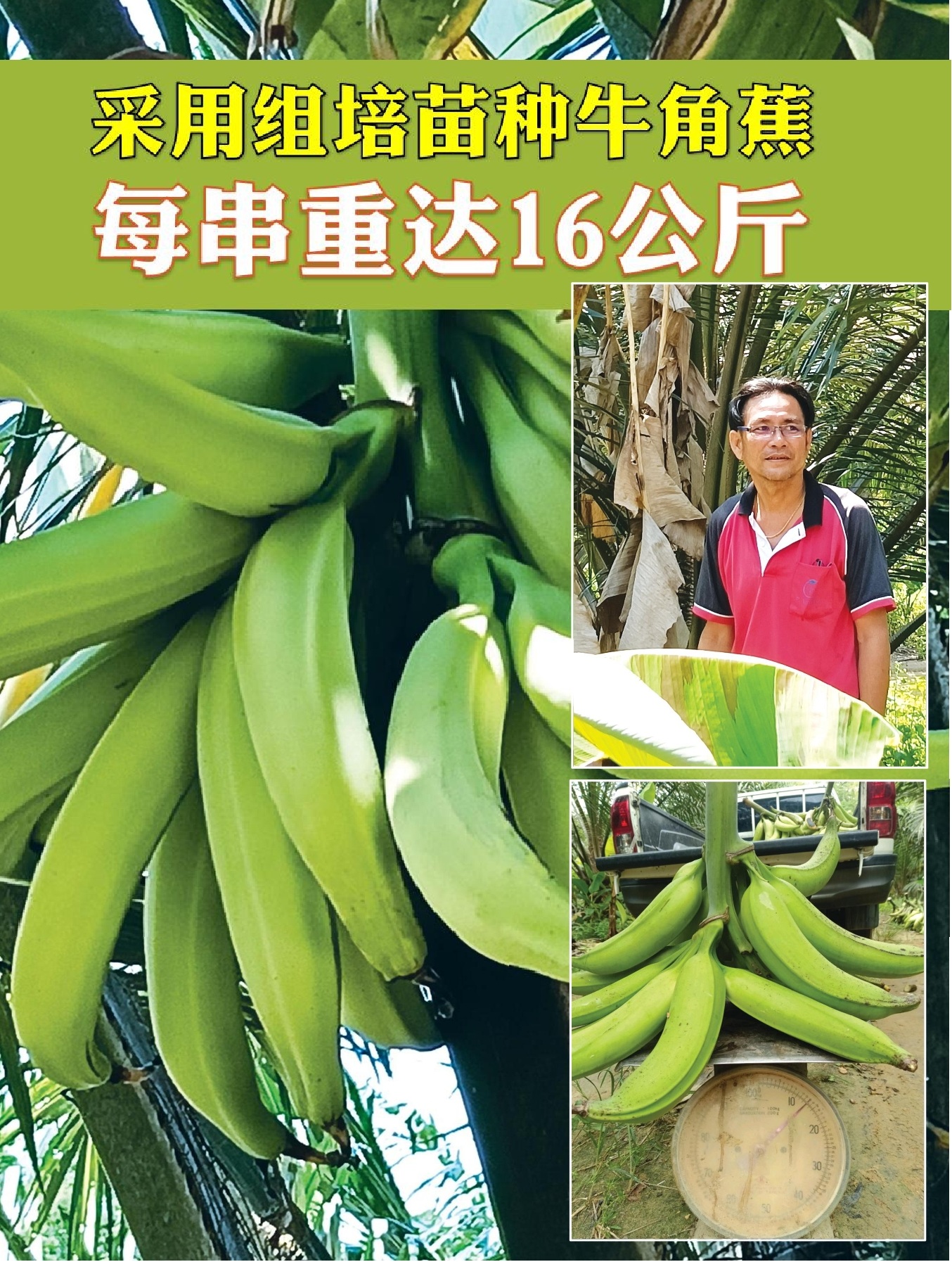 采用组培苗种牛角蕉  每串重达16公斤 - 农牧世界
