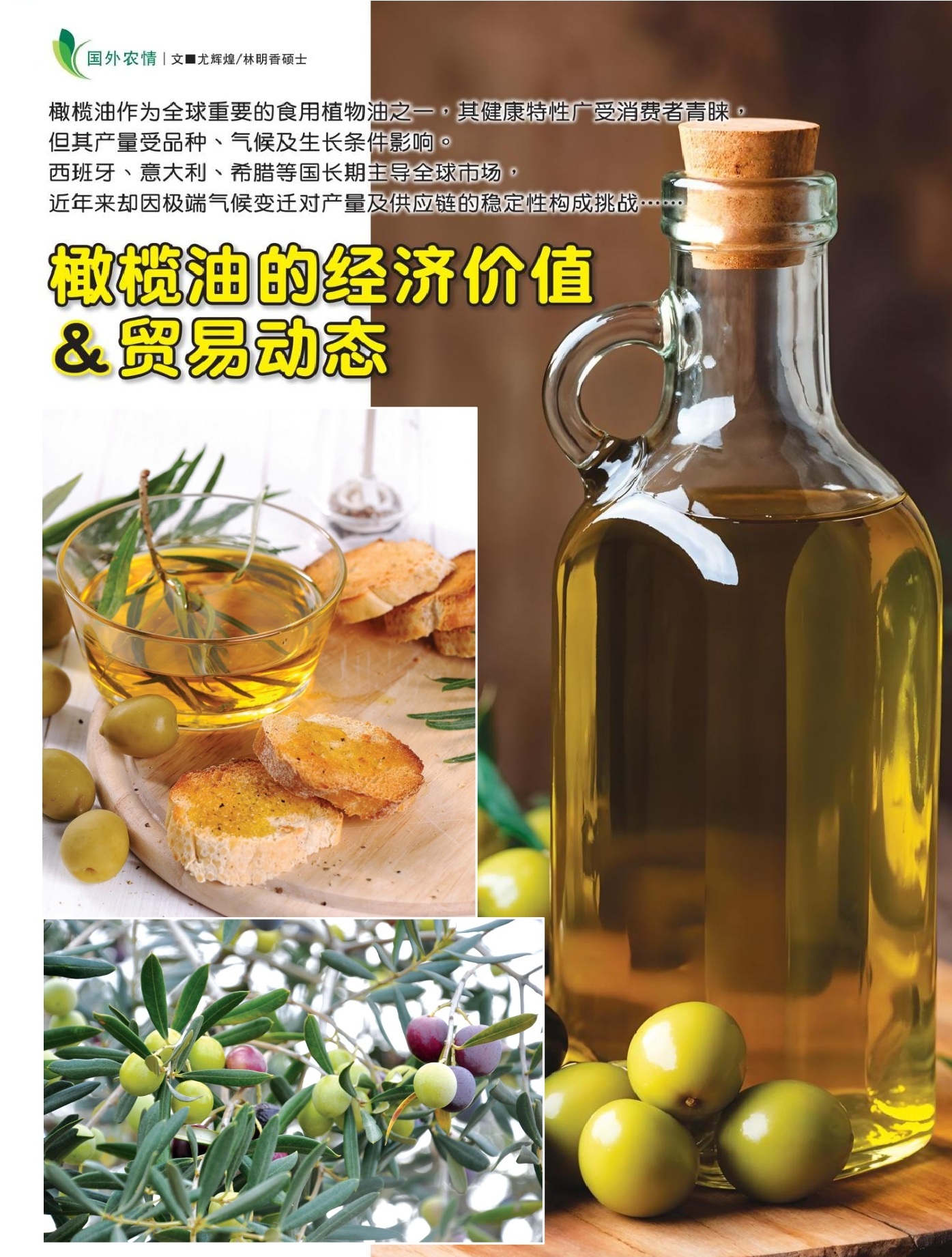 橄榄油的经济价值＆贸易动态 - 农牧世界