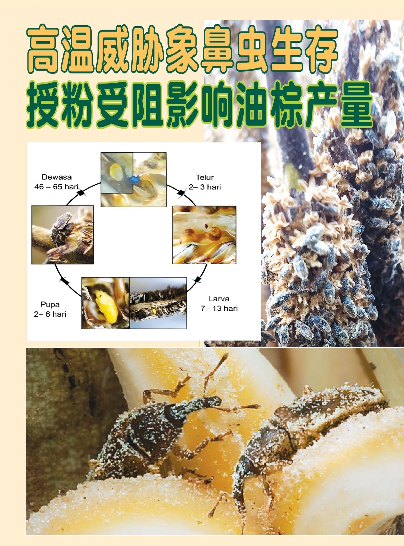 高温威胁象鼻虫生存  授粉受阻影响油棕产量 - 农牧世界
