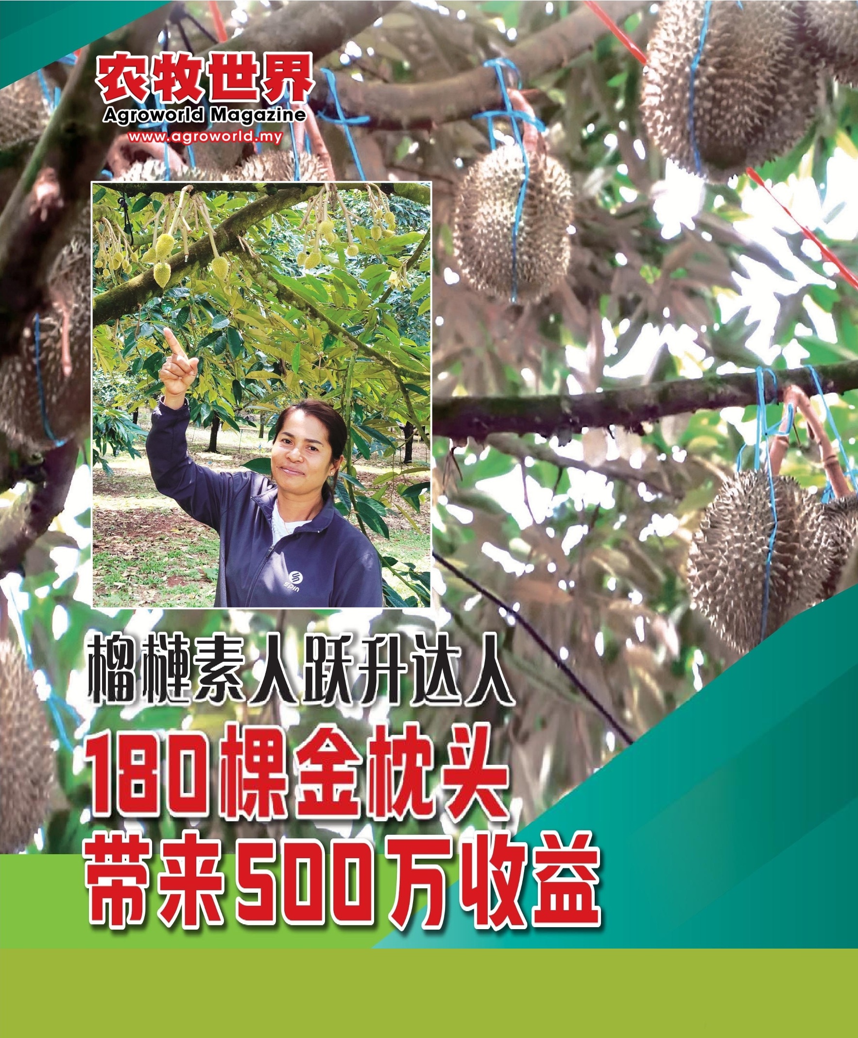 榴梿素人跃升为达人  180棵金枕头带来500万收益 - 农牧世界