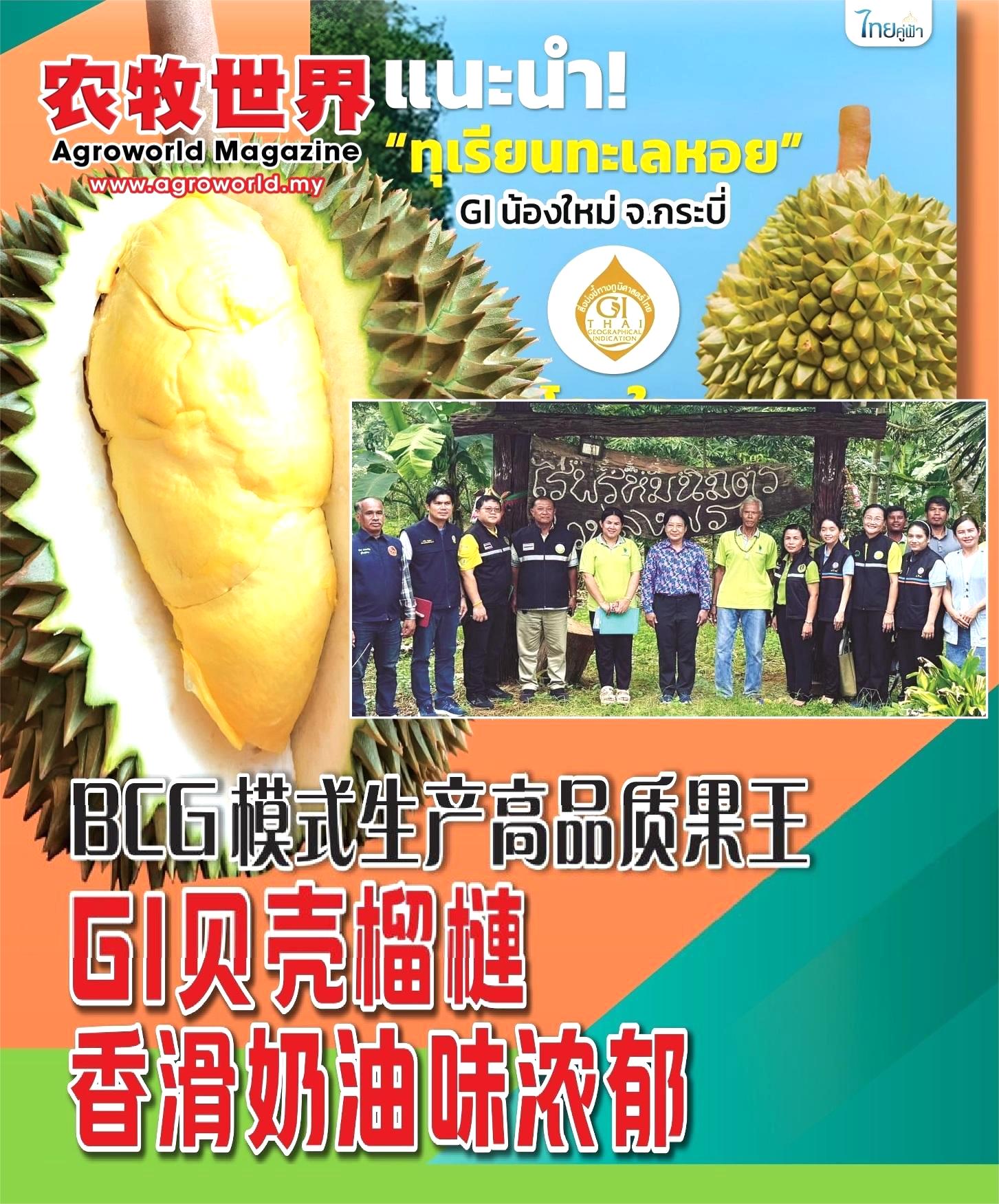 BCG模式生产高品质果王  GI贝壳榴梿香滑奶油味浓郁 - 农牧世界