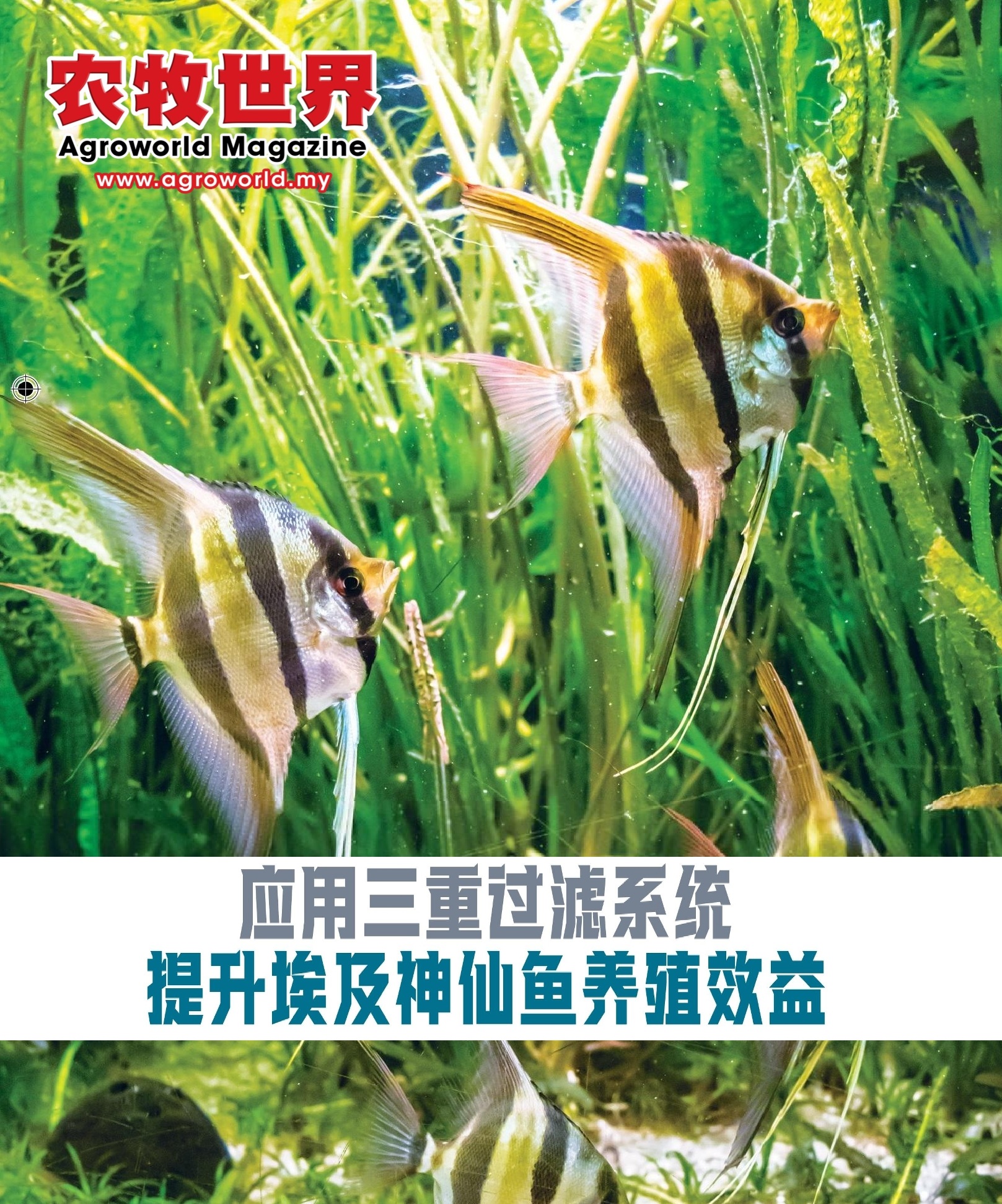 应用三重过滤系统  提升埃及神仙鱼养殖效益 - 农牧世界
